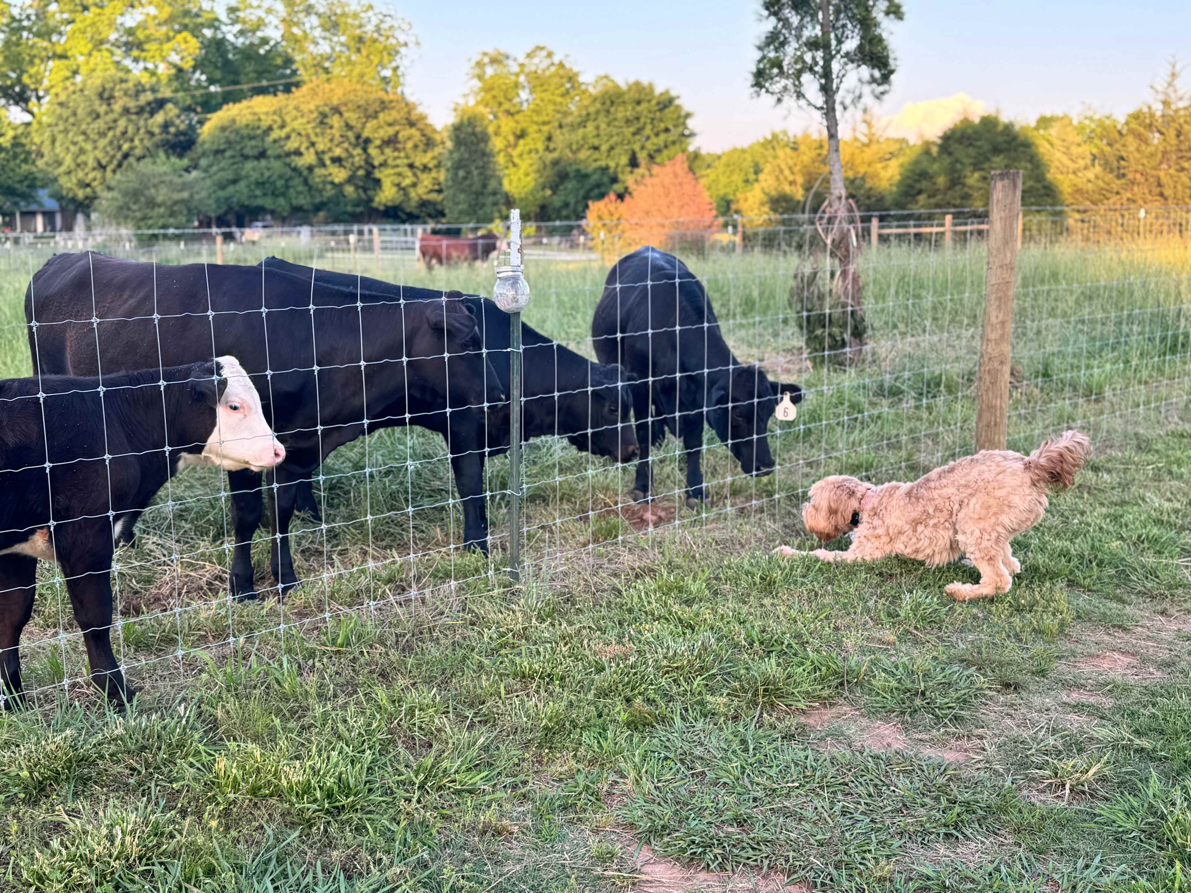 The Fenn Farm