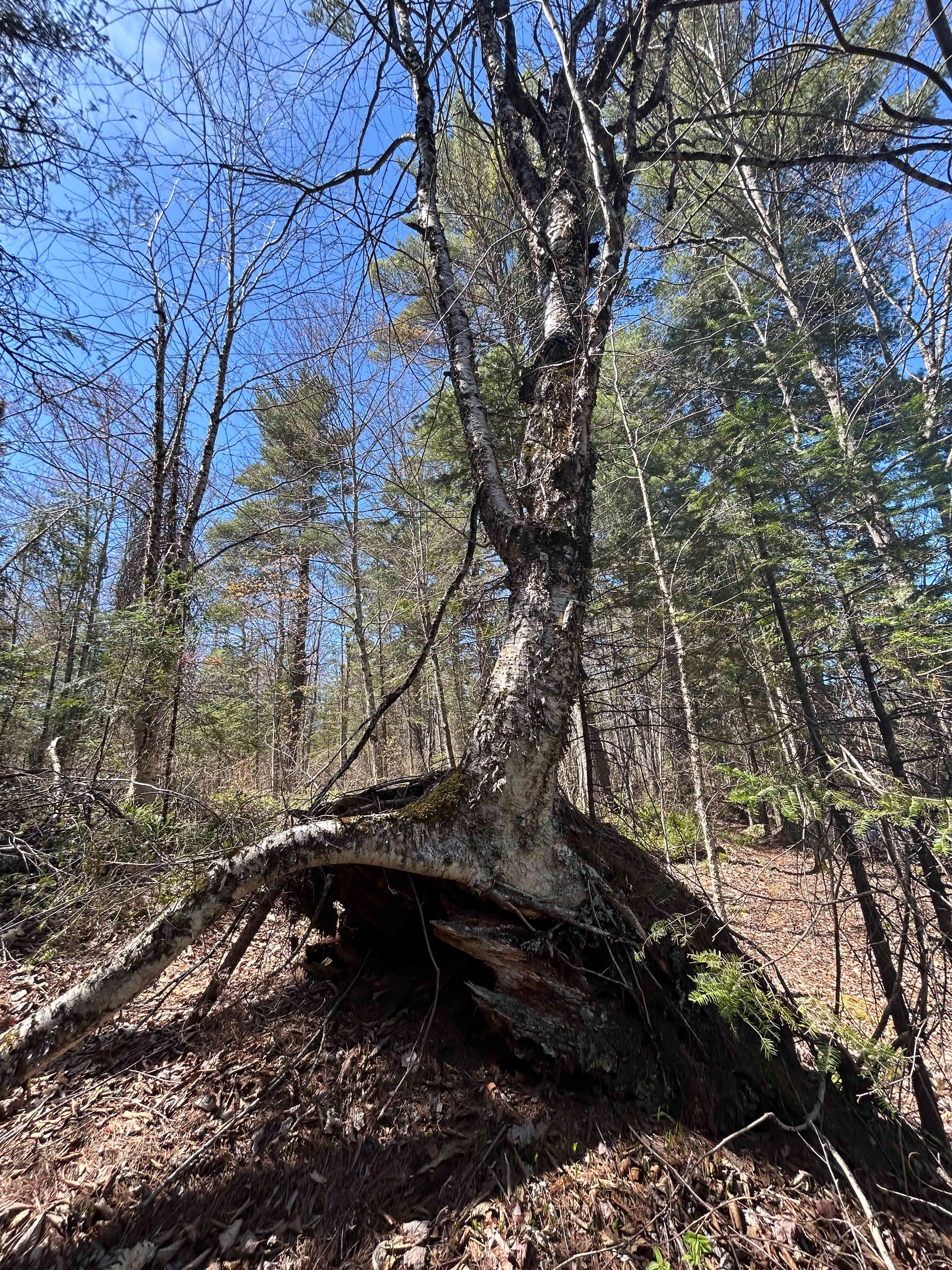 Bad River Wilderness