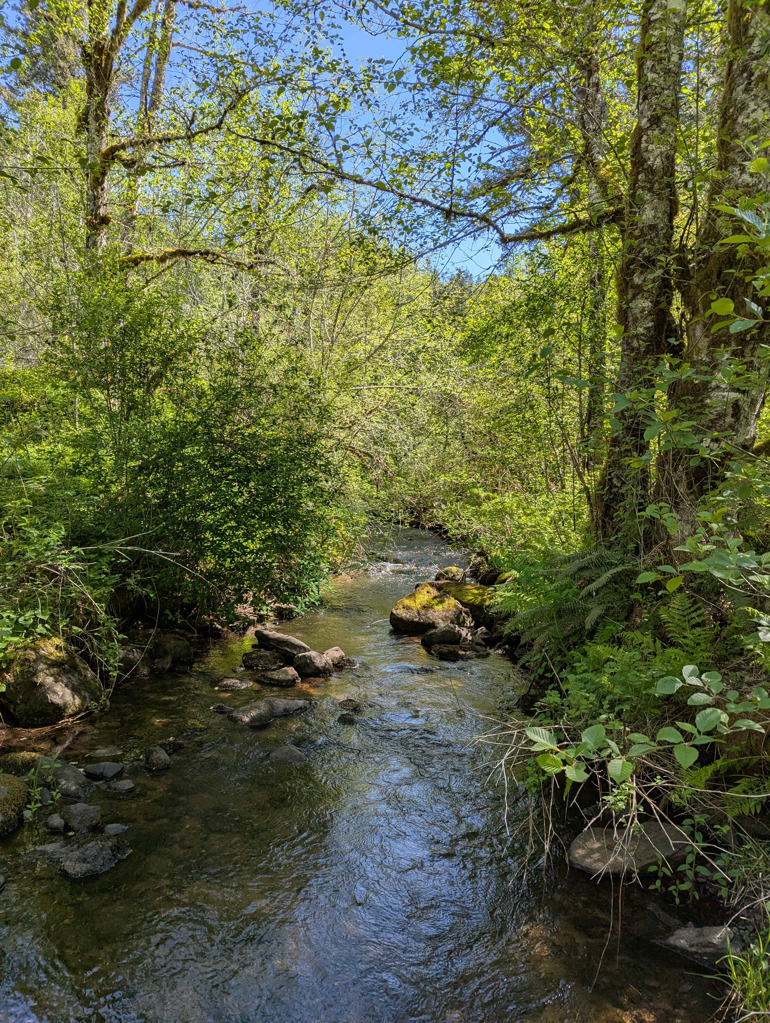 Crossing the creek towards the site
