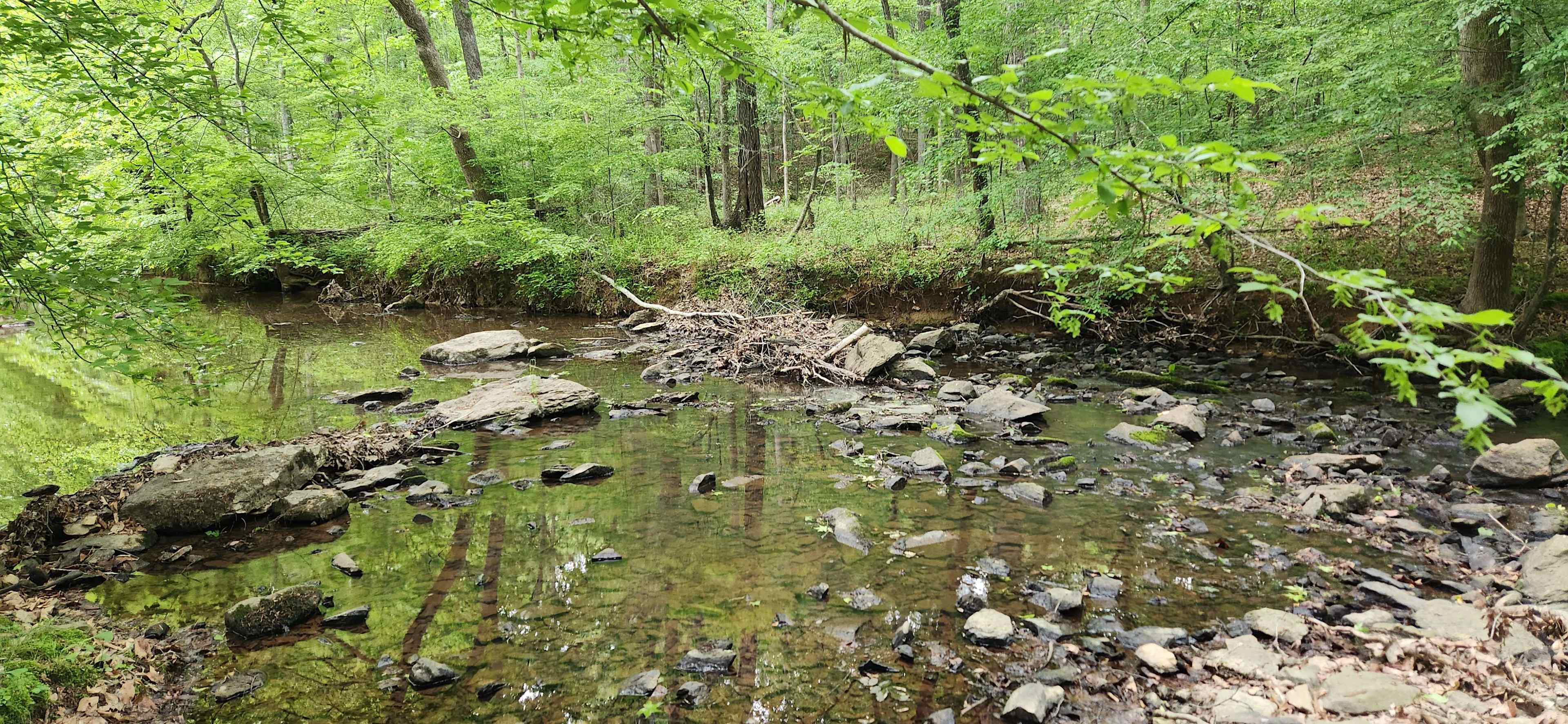 Rare, Watershed Forest - Piedmont