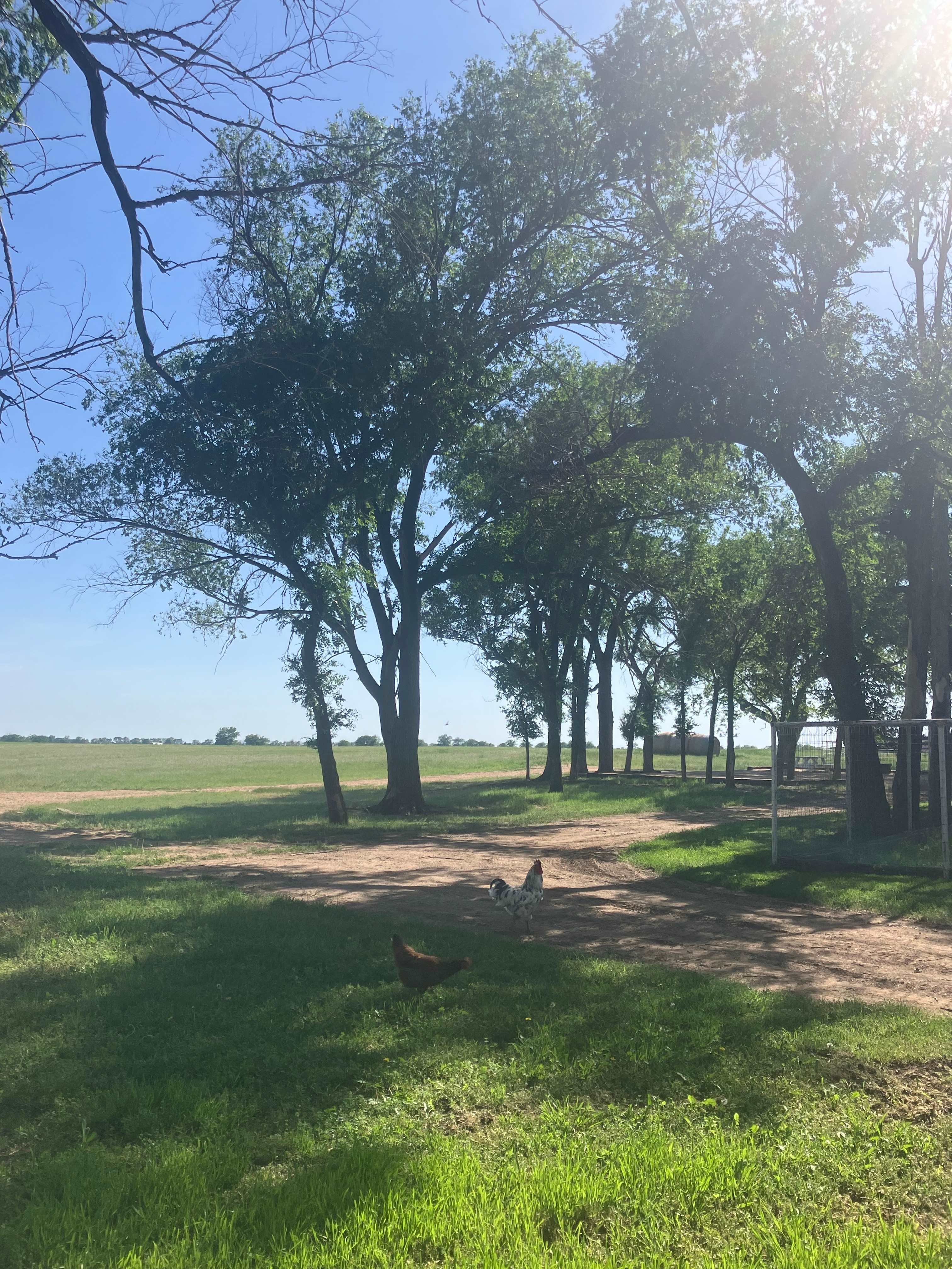 The lane on the far side of the trees is the path you will take. Small campers can circle  into the spot. Larger campers may have to back in.