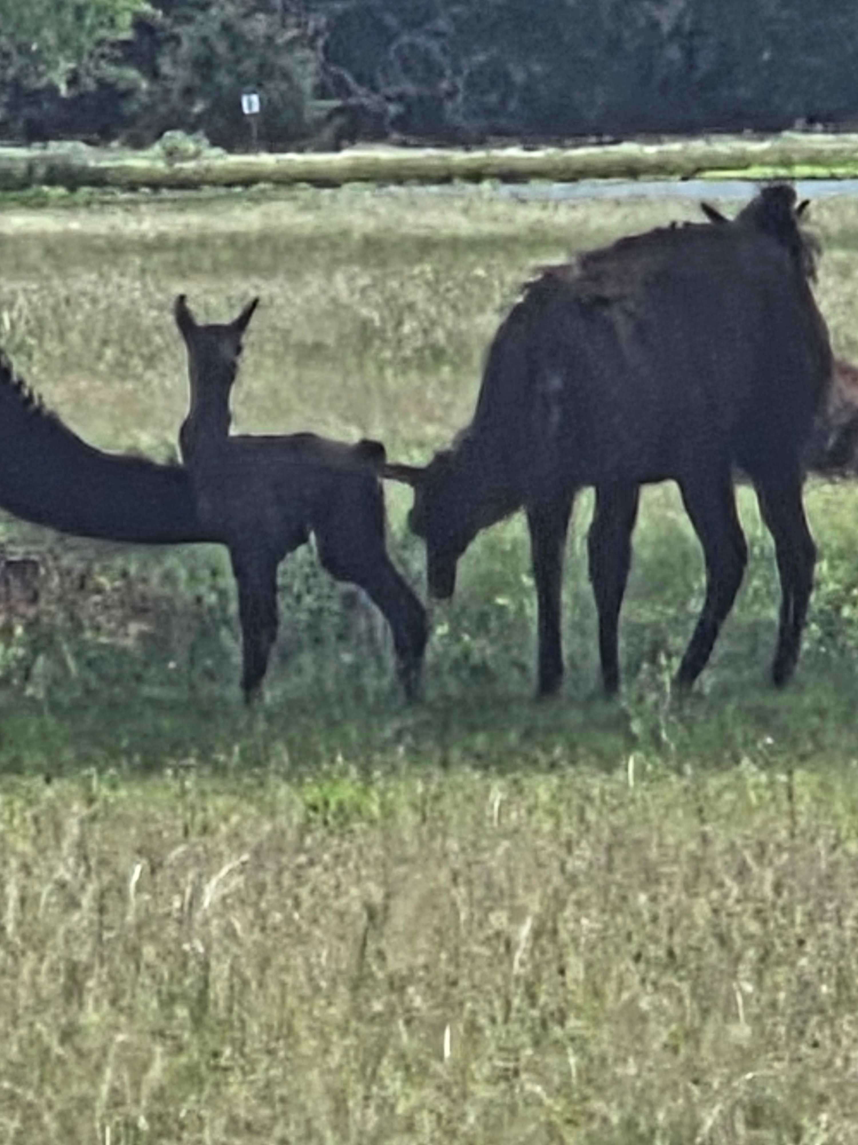 Llama Land Ranch