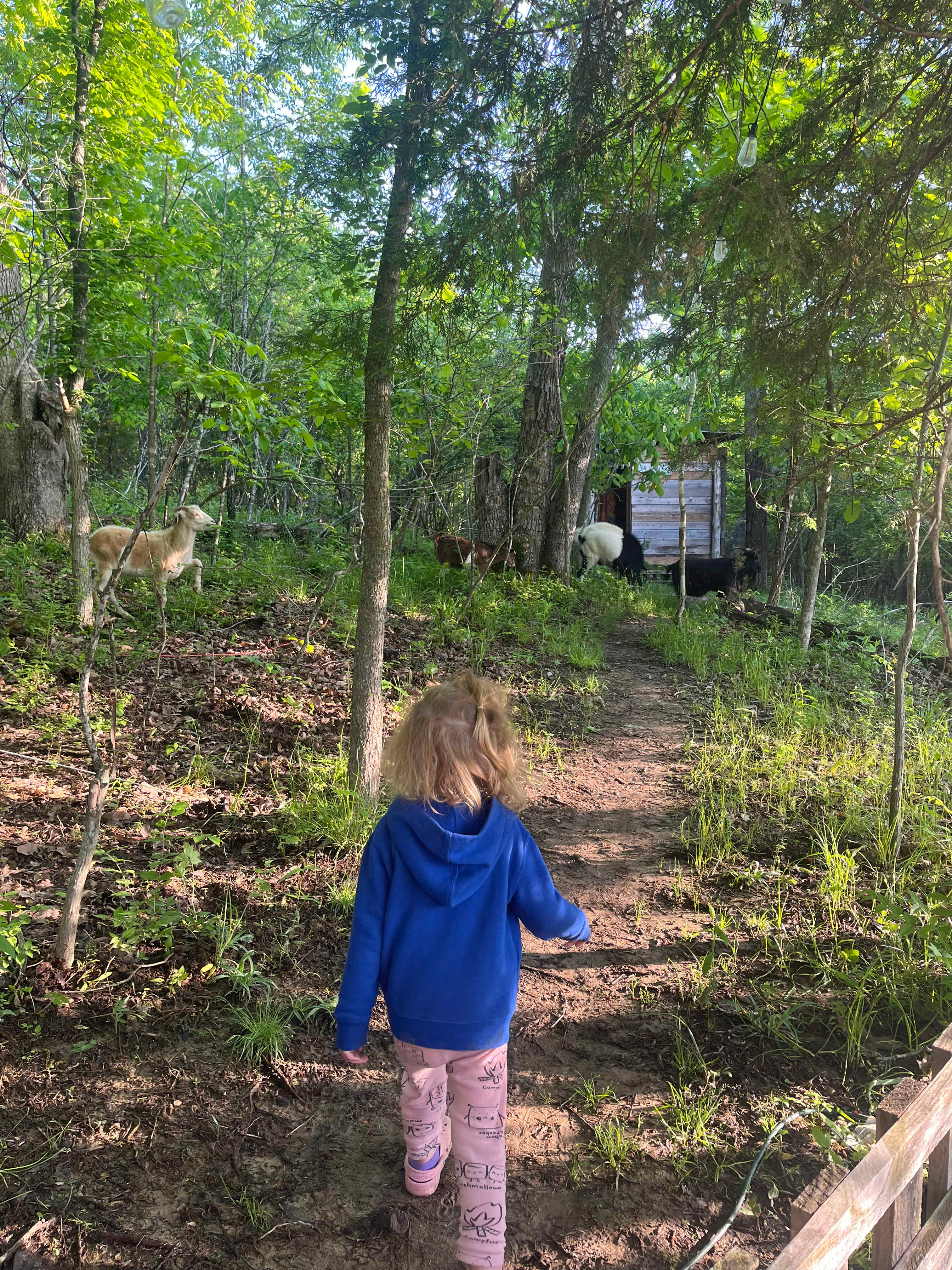 Hummingbird Hollow Outdoors