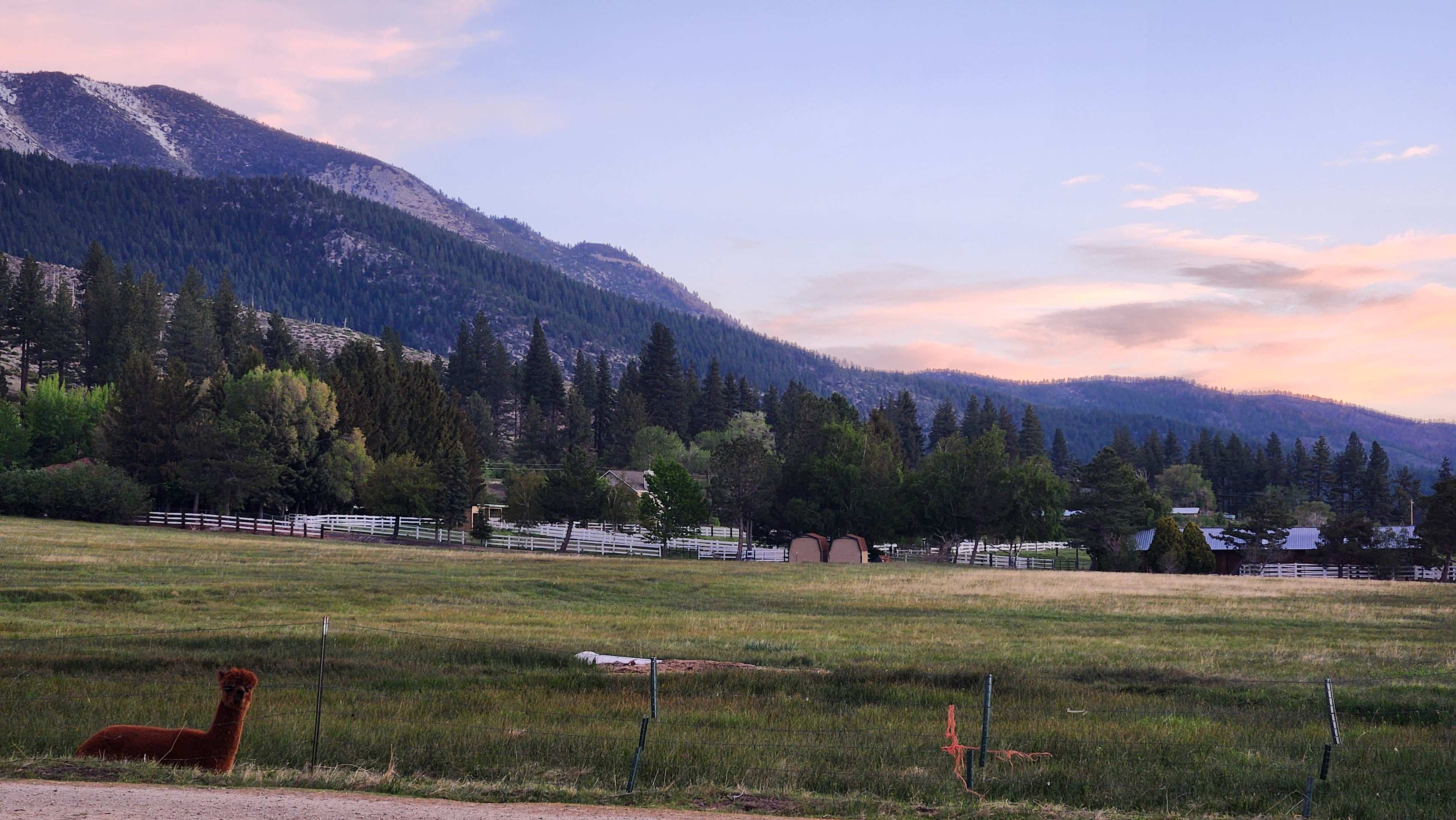 L.Davis Ranch and Olde LYFE Alpacas