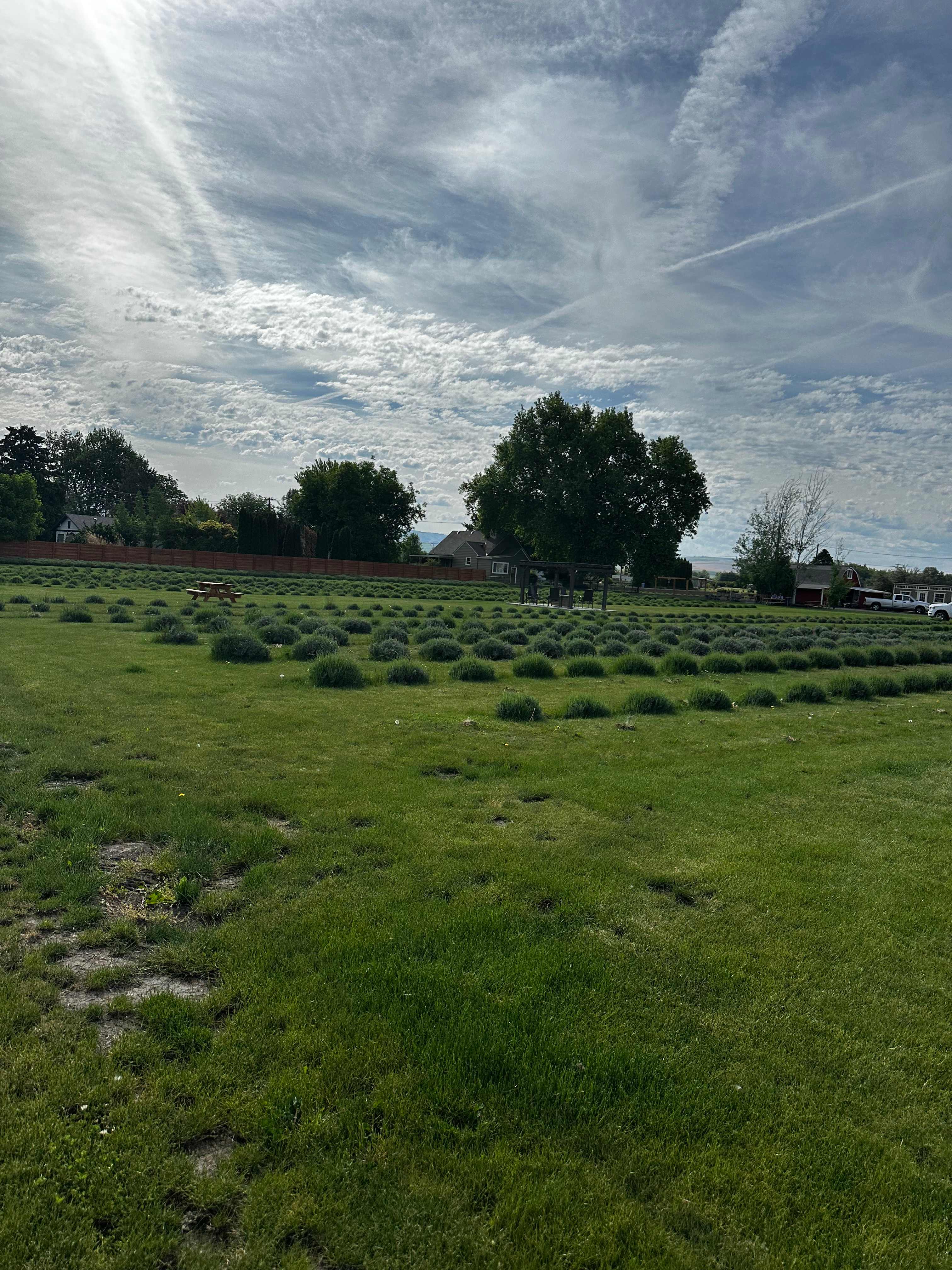 Relaxing, Peaceful Lavender Farm