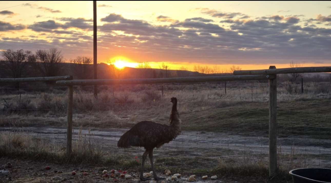 Raptor Valley Farm