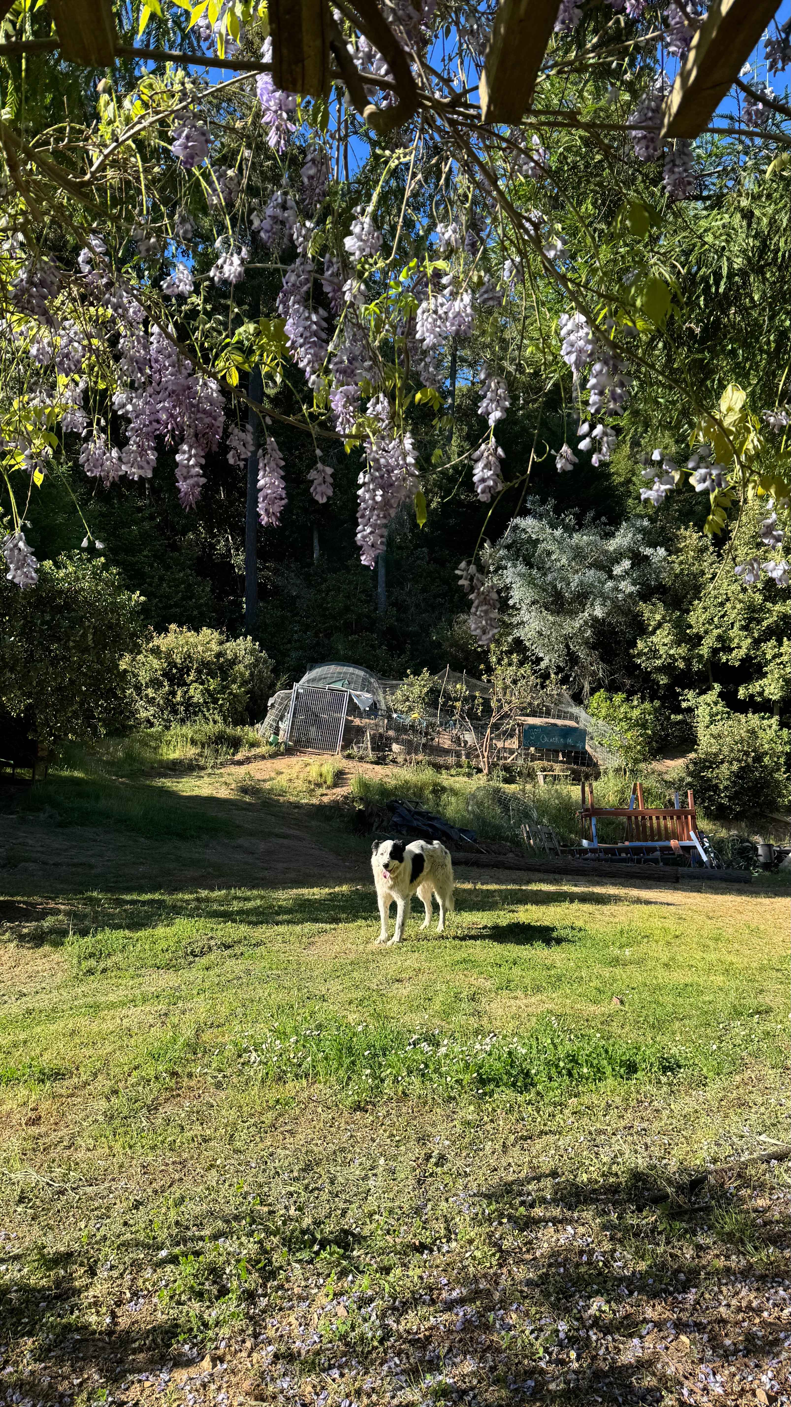 echo, the goodest host pup