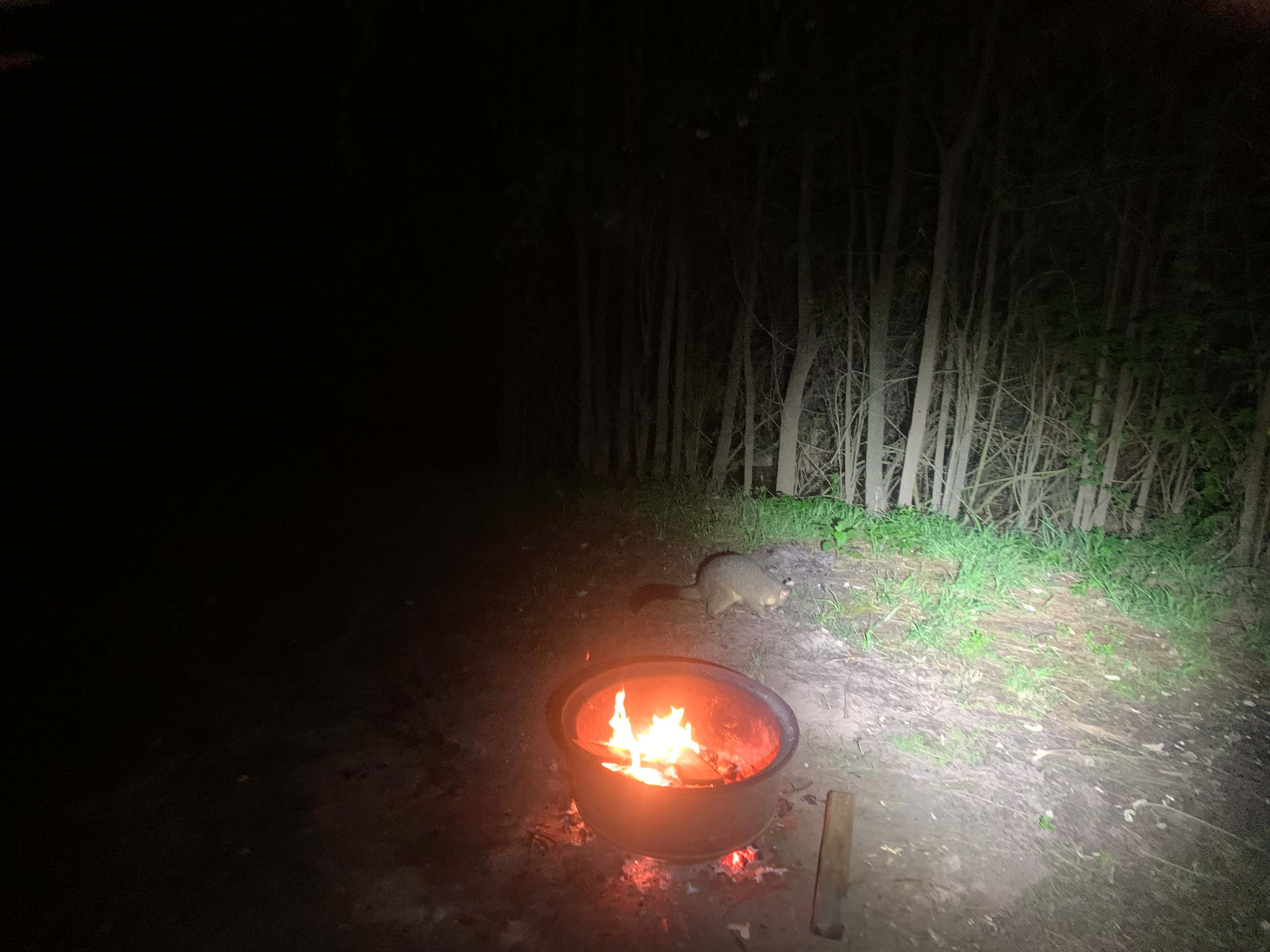 NSW Ski Gardens