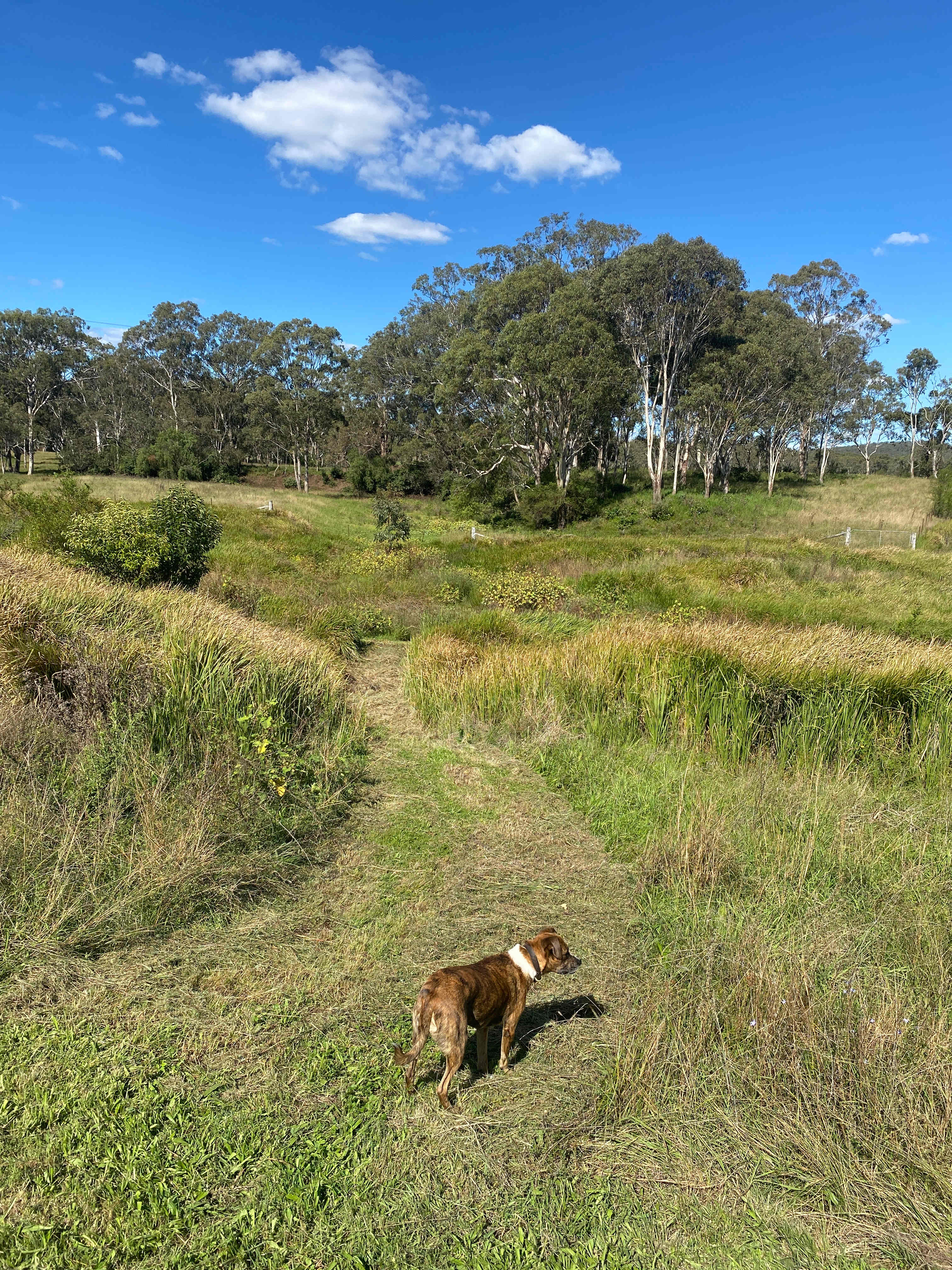 Secluded Creek Camp near Toowoomba