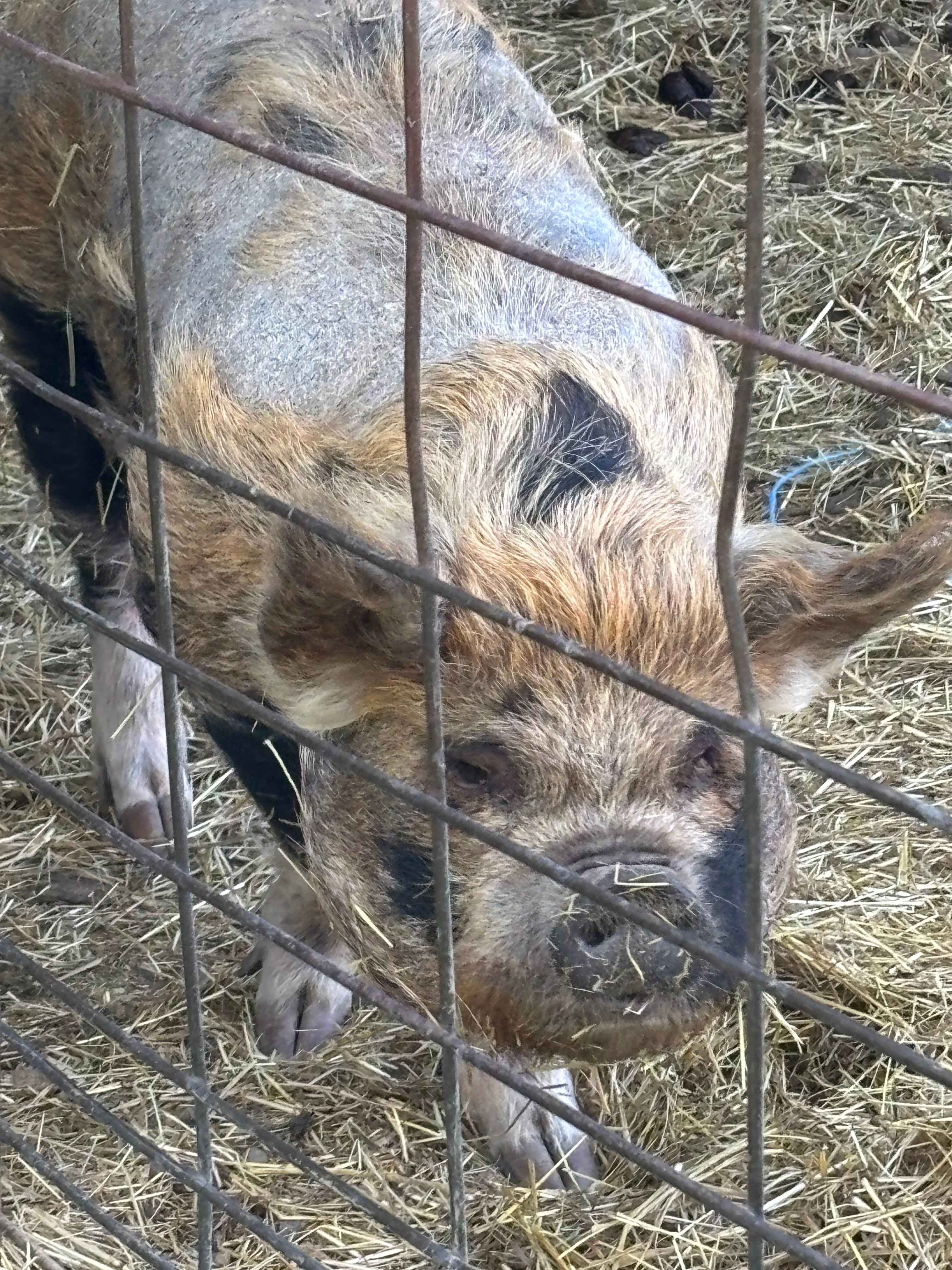 Heritage Farm Stay Adventure