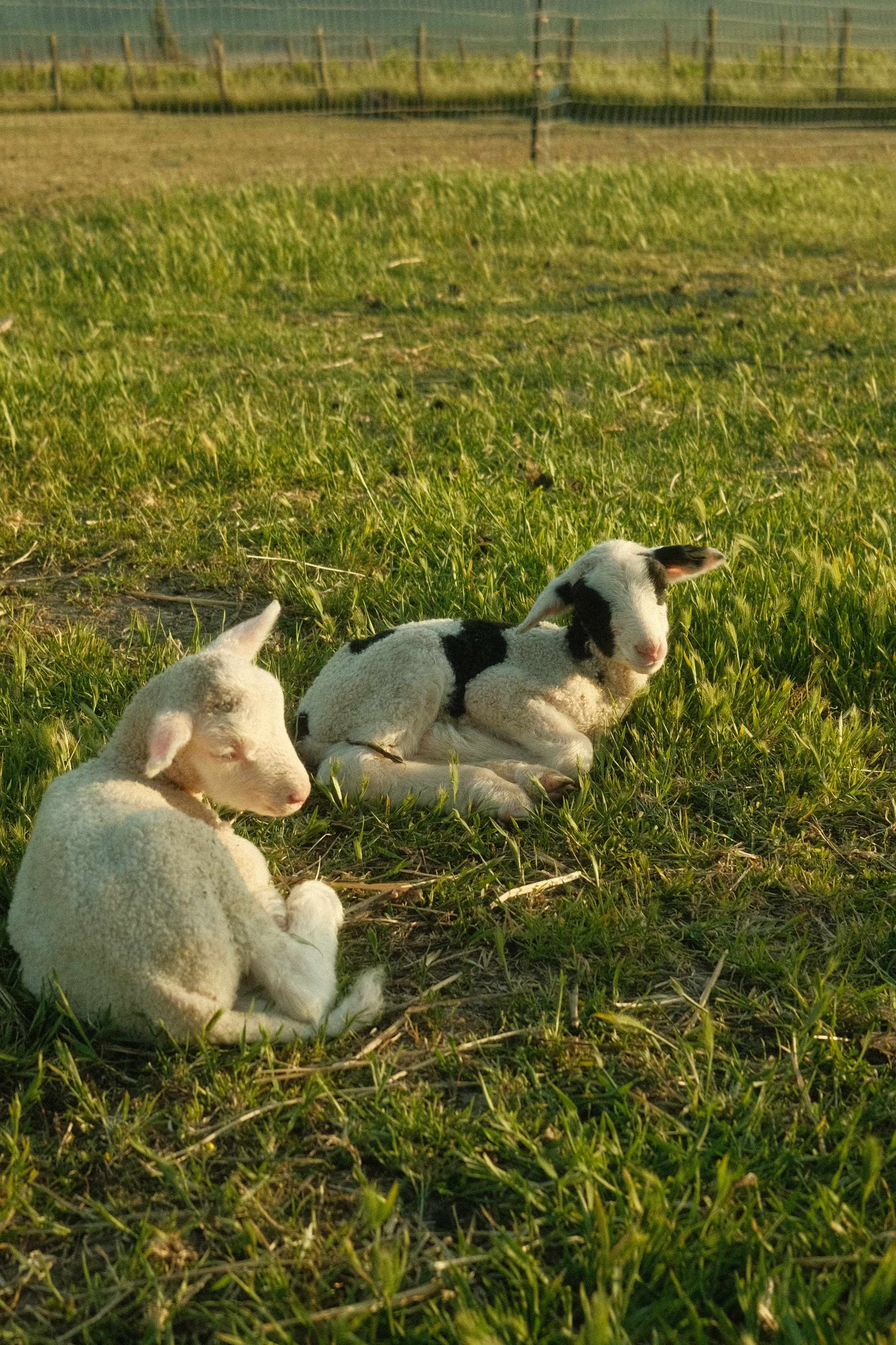 Studdert Family Farm