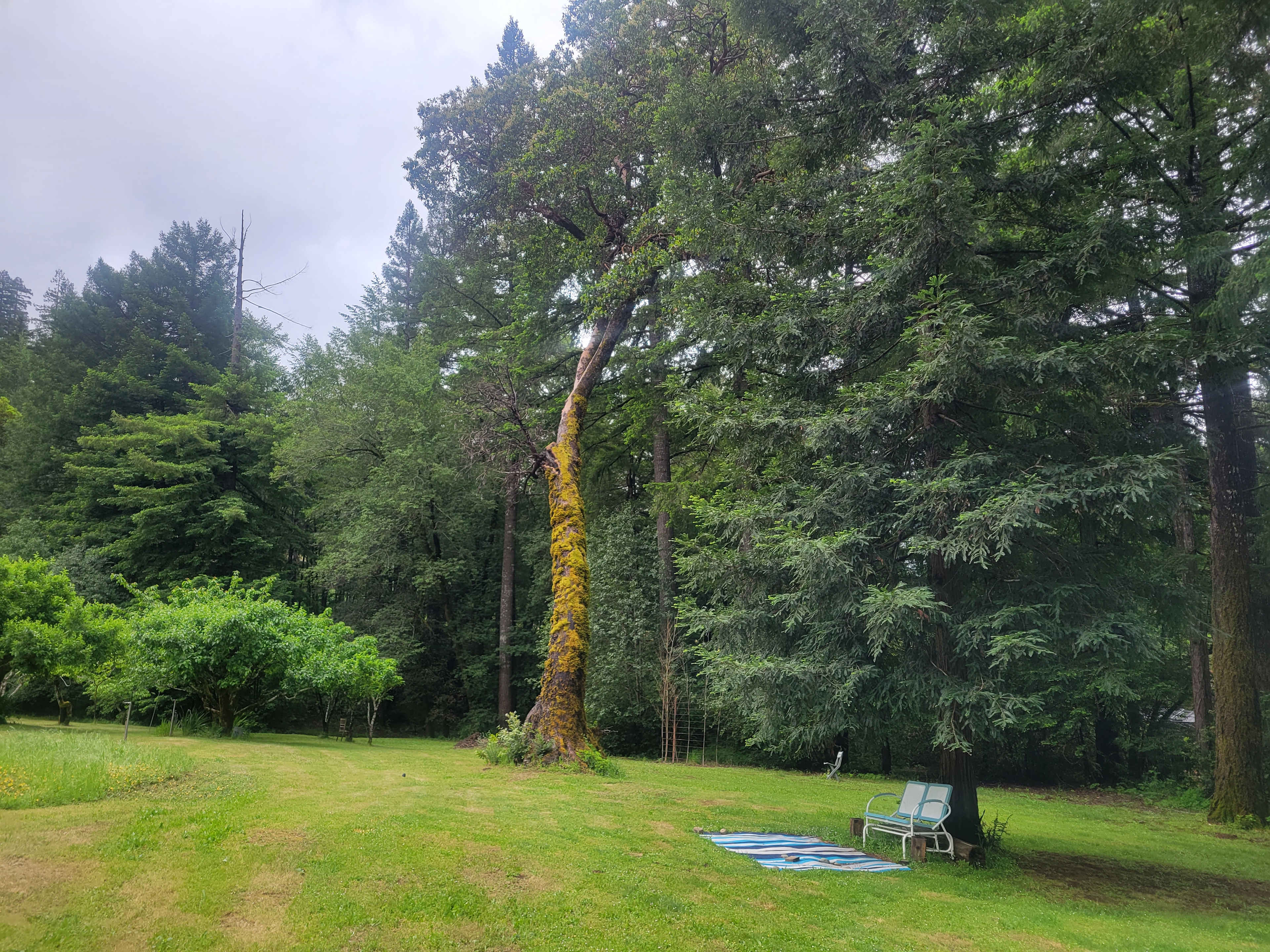 Tranquility in the Redwoods