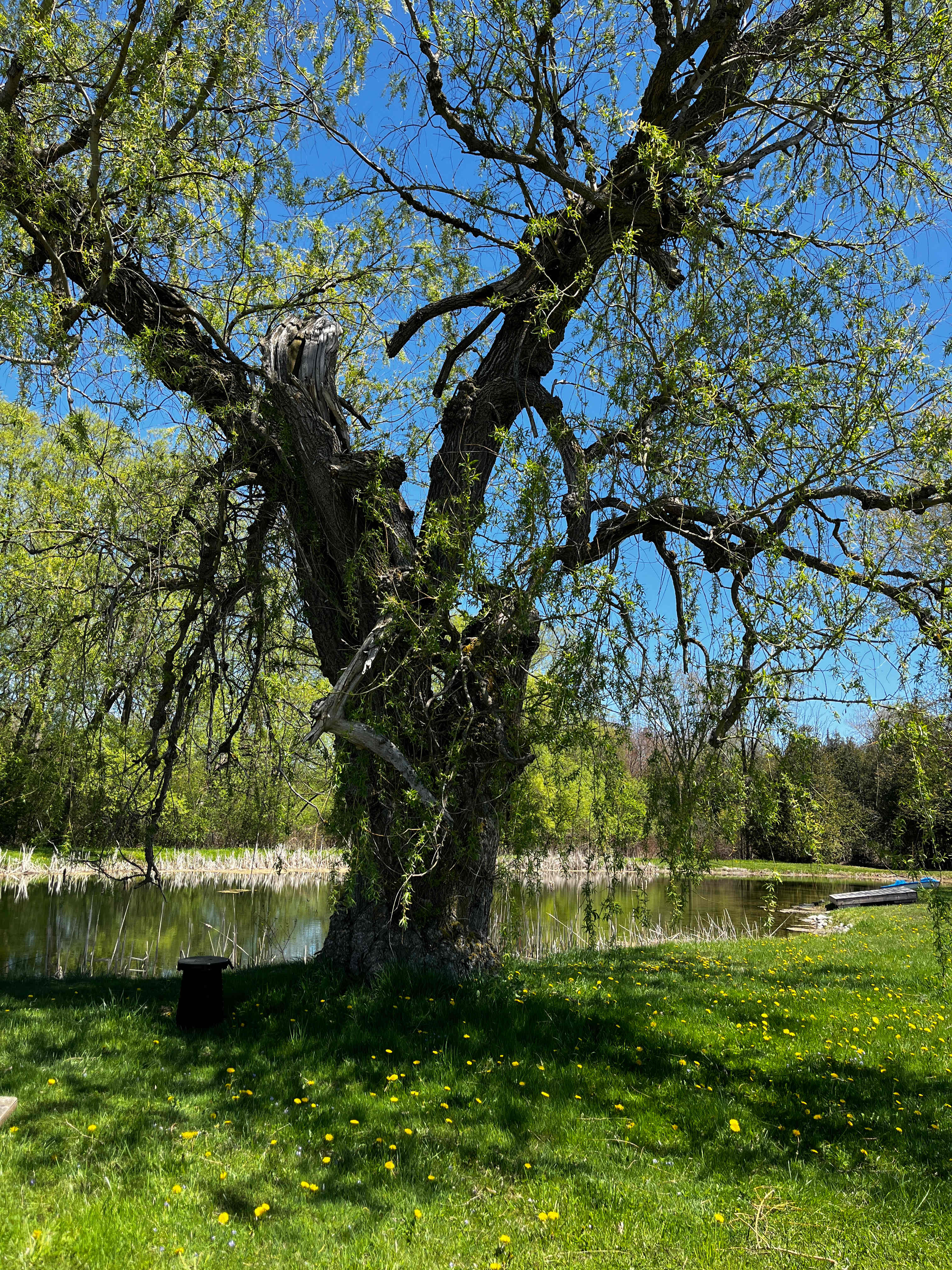 Hidden Oasis Near Elora
