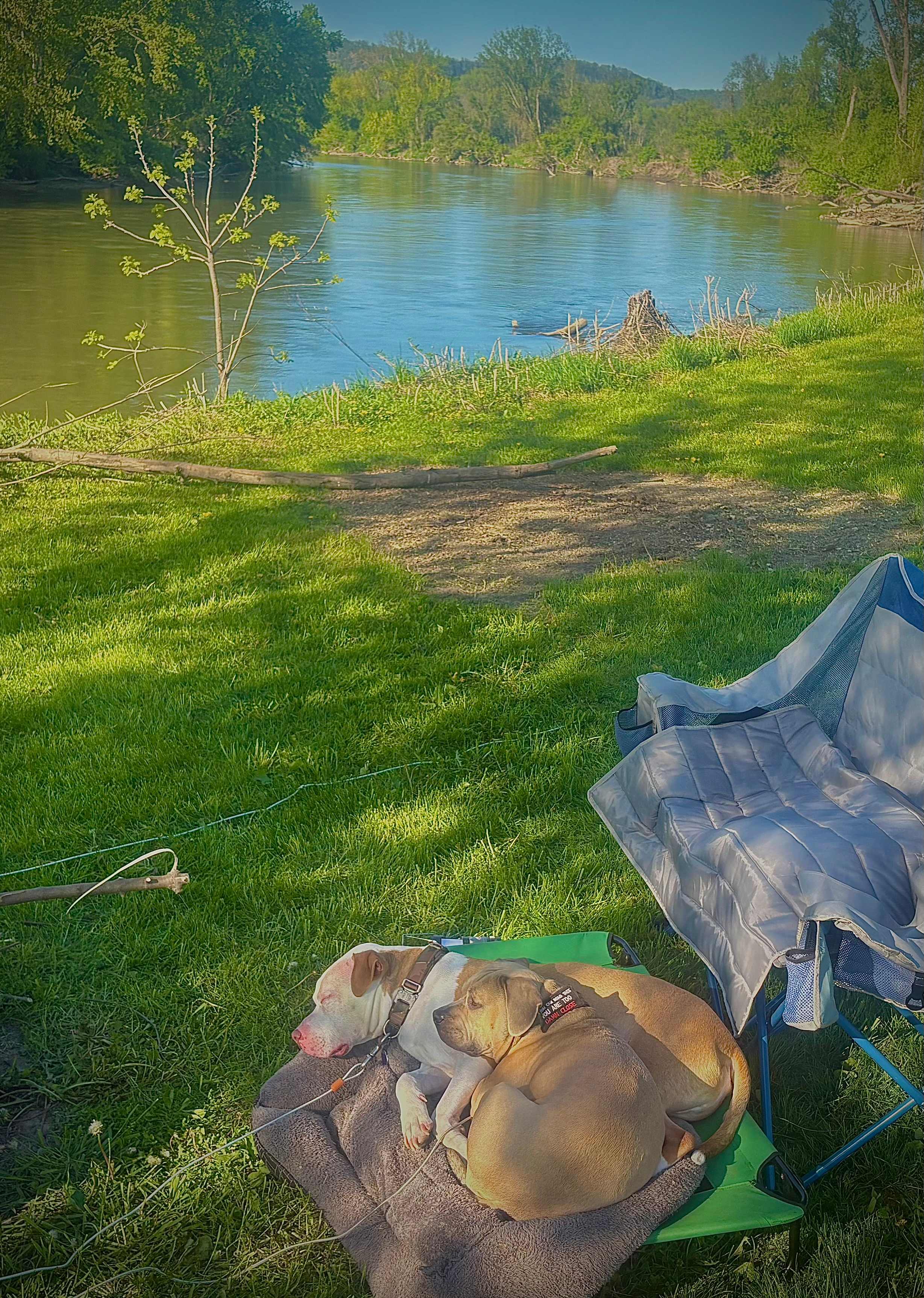 Happy Mothers Day to me….Seeing my FurBabies allSnuggled relaxing!