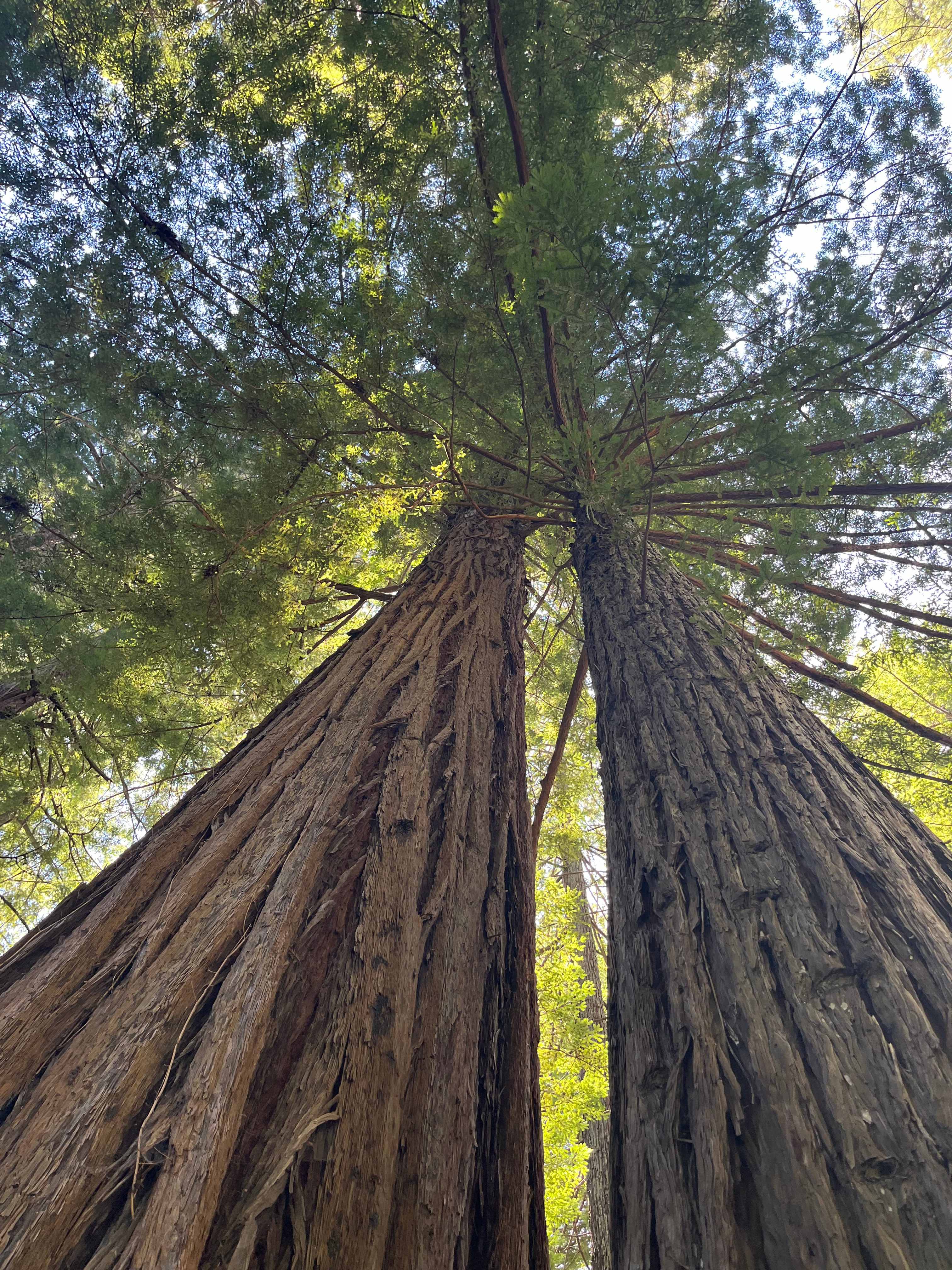 Ocean-view Redwood Forest Glamping