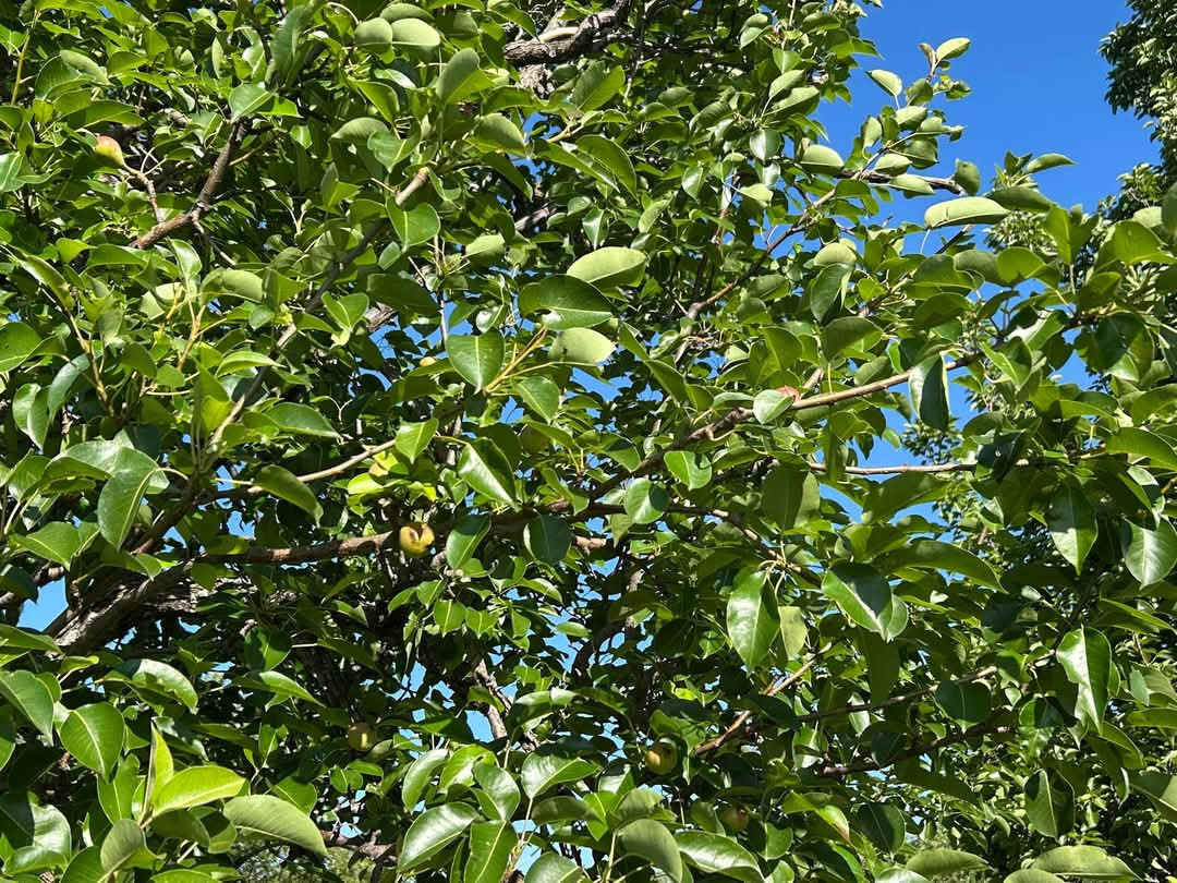 Iron Pear Acres