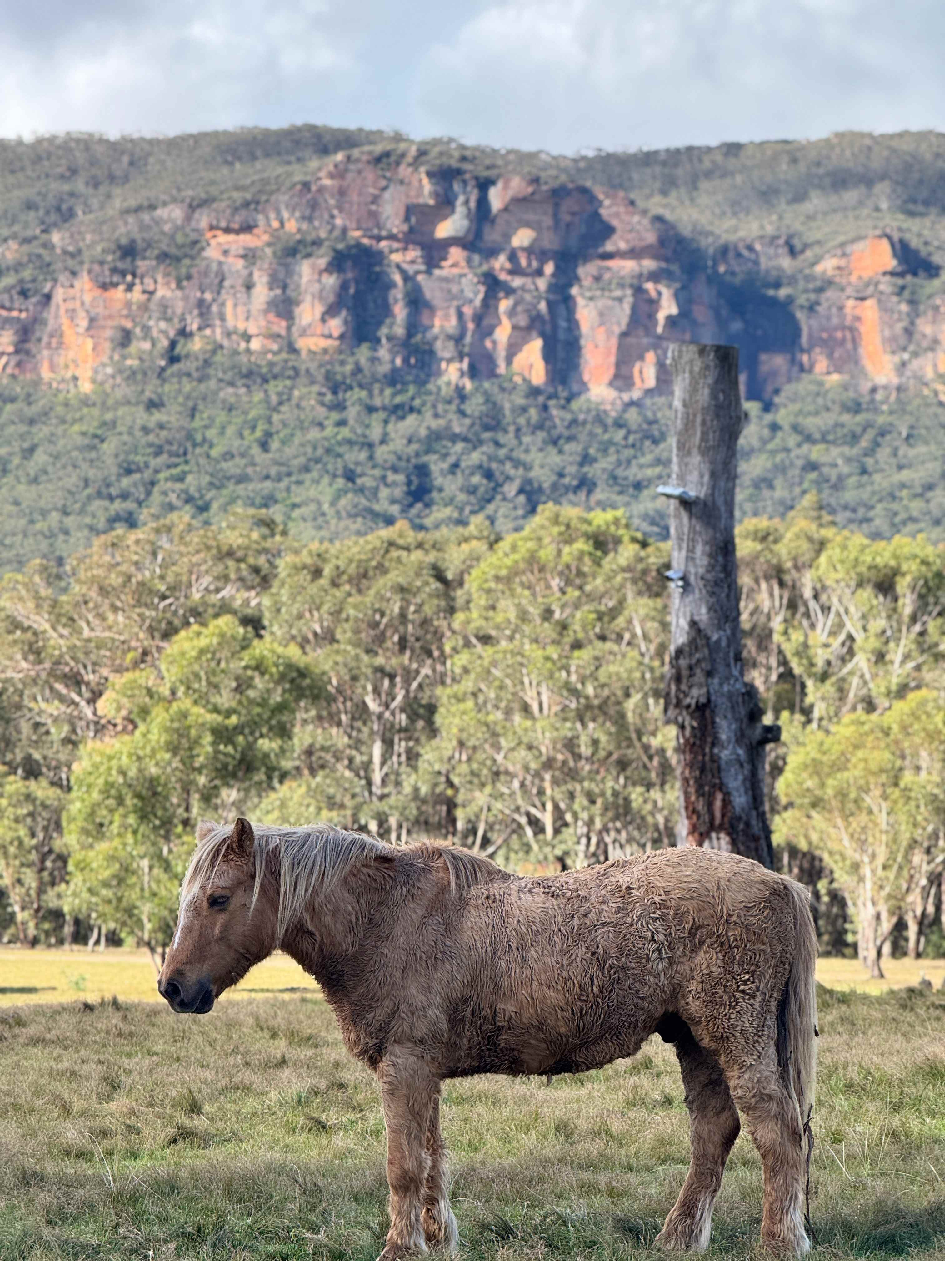Megalong Valley Farm