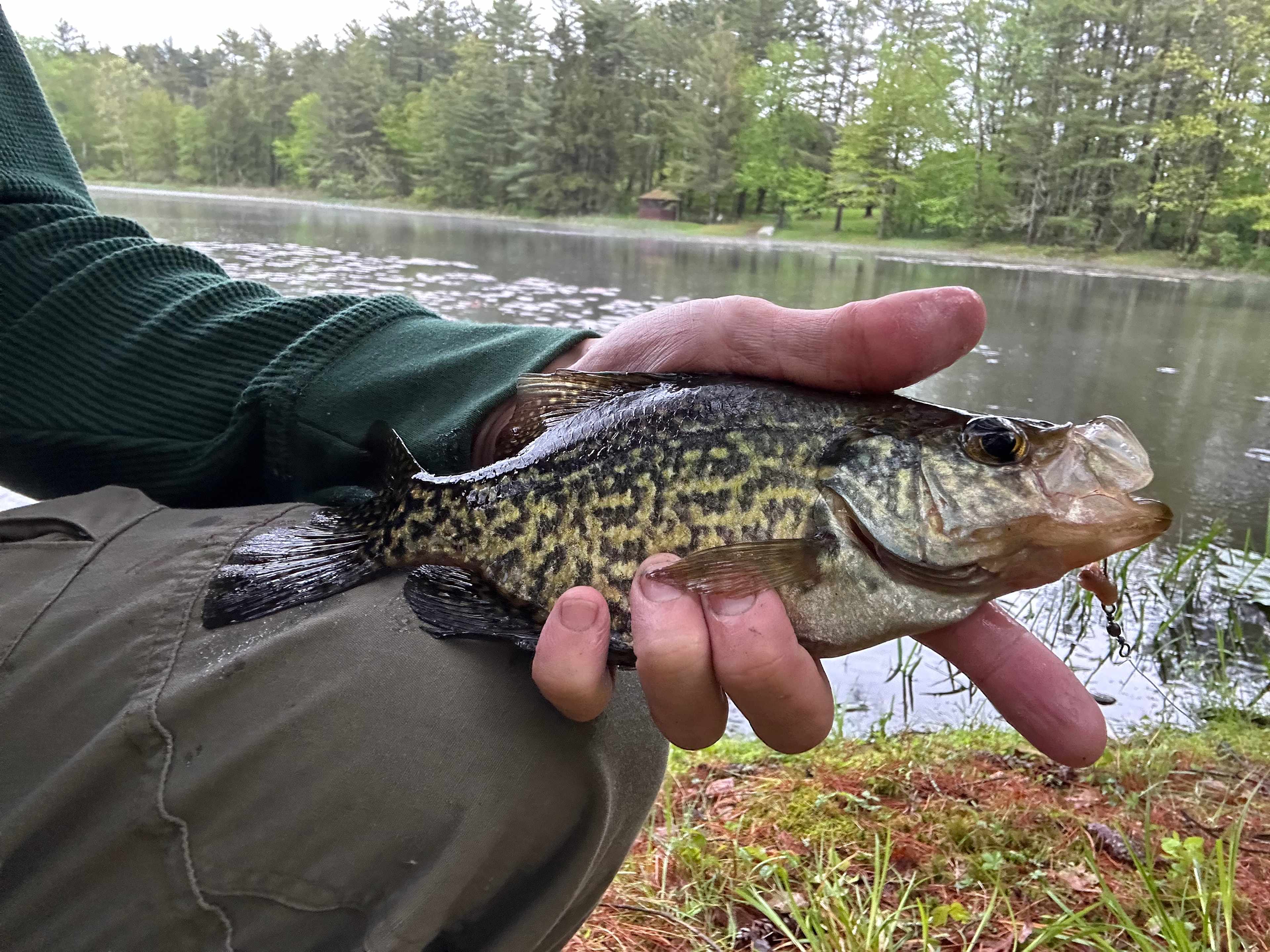 Black Crappie 