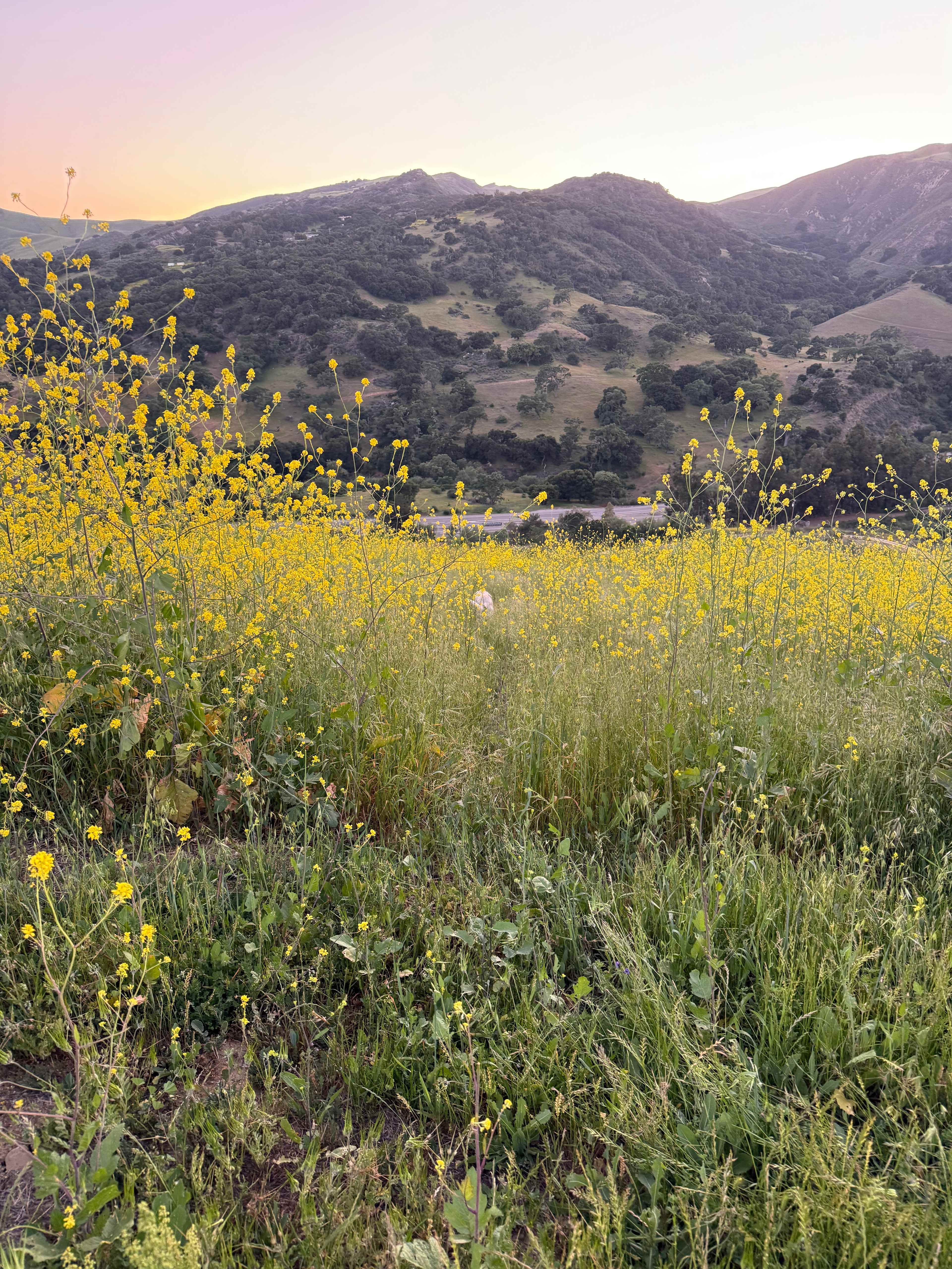 Freedog Farms @ Cactus Flower Ranch