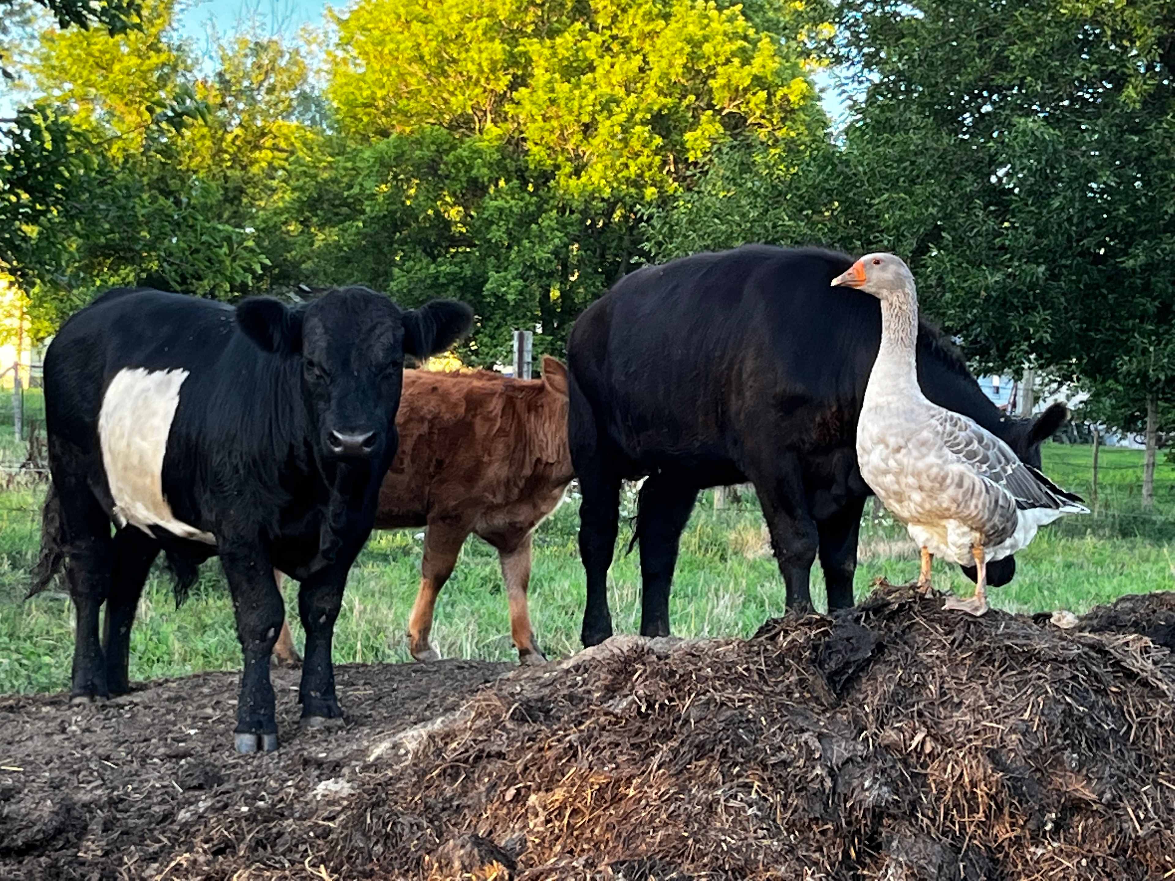 GSW Acres