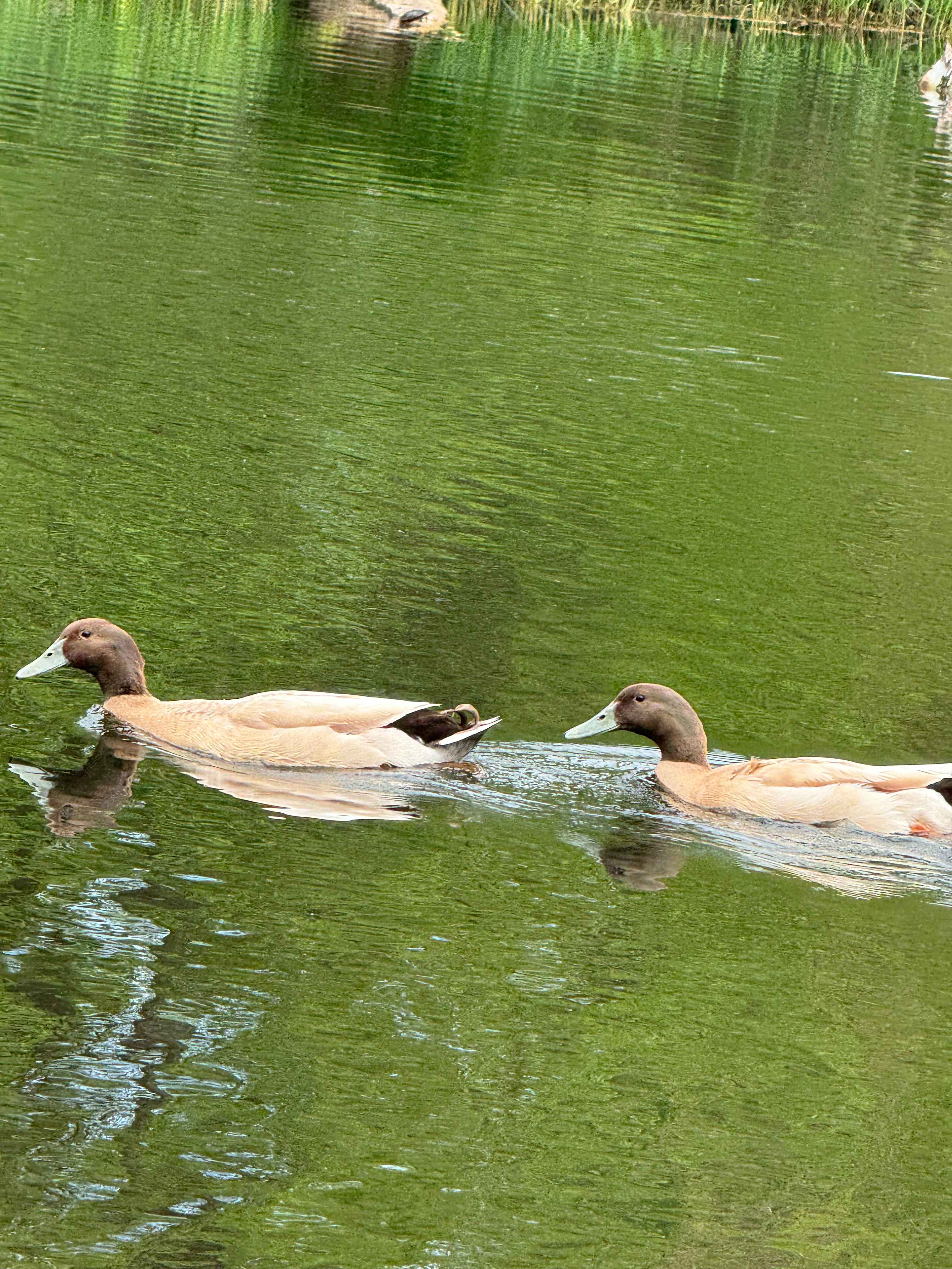 We loved watching the ducks 