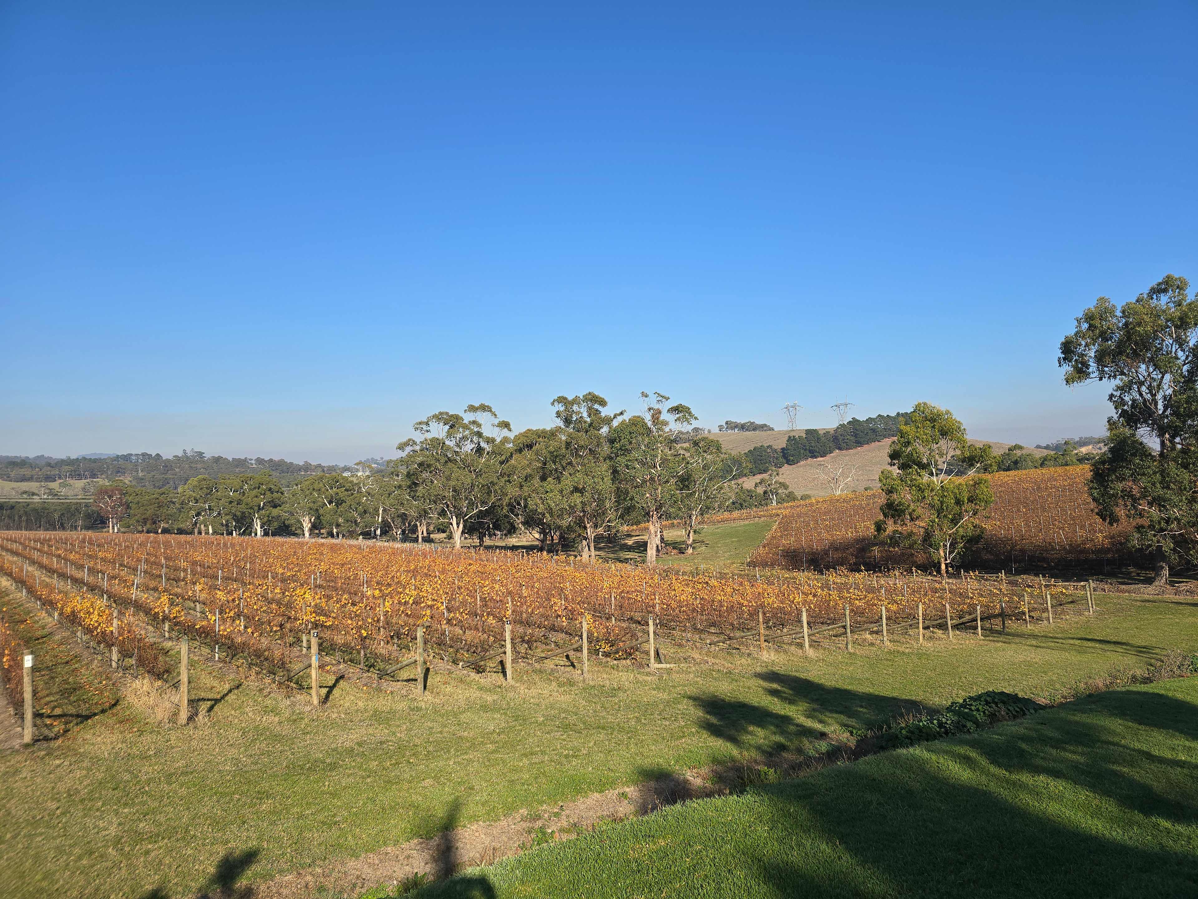 Yarra Valley Vineyard Views