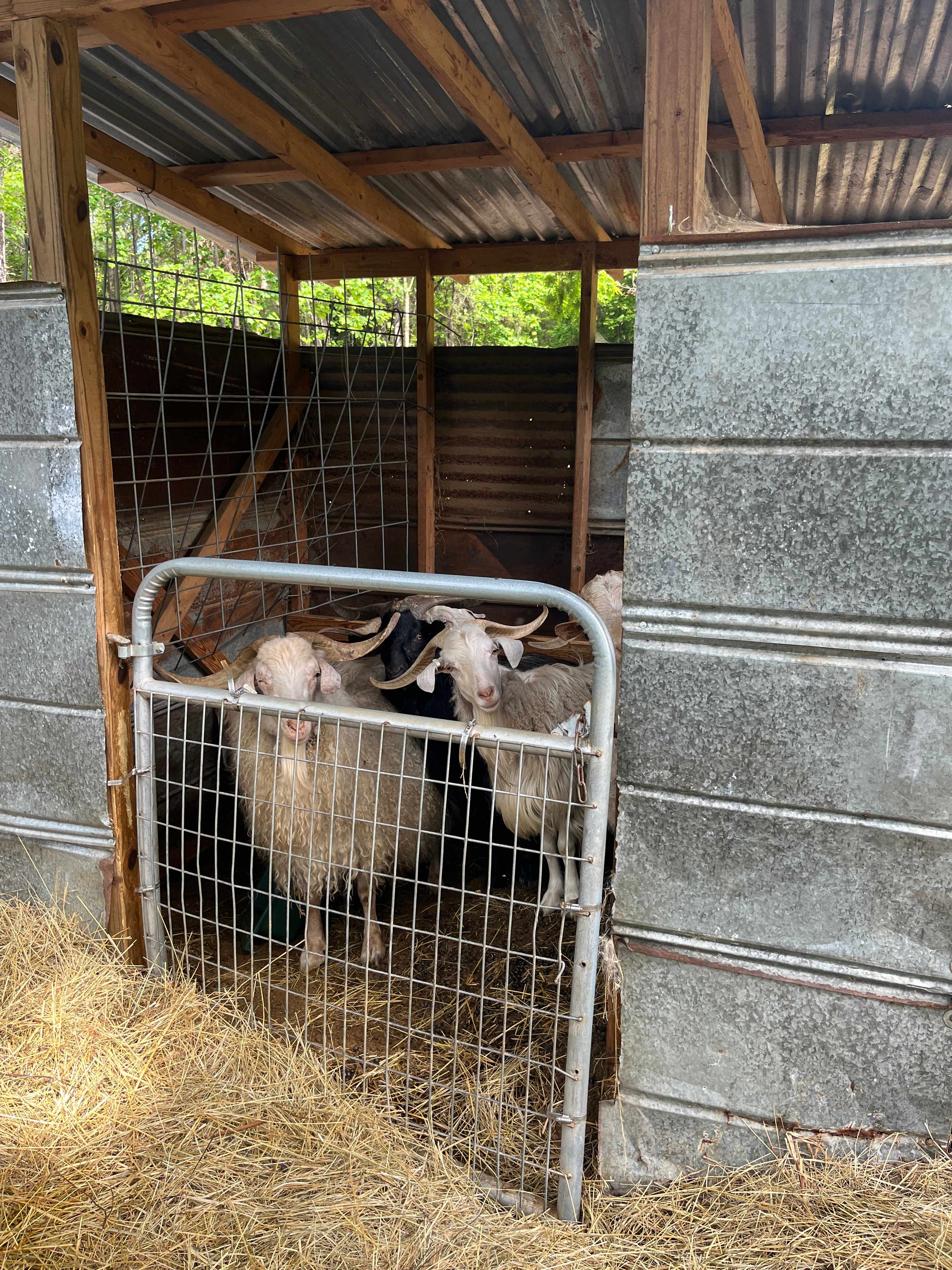 More goat friends