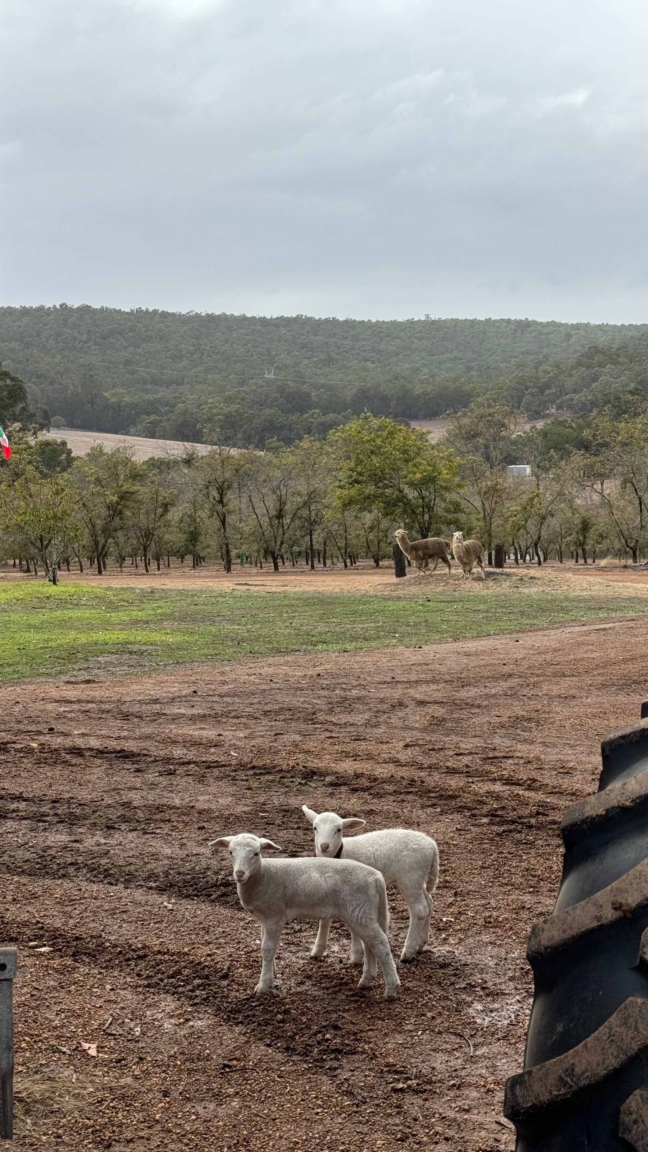 La Fiumara Olive Farm