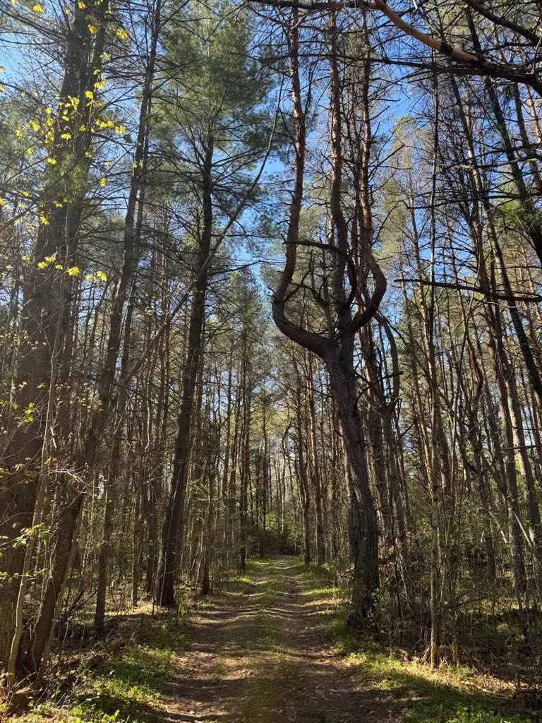 The Magic Forest