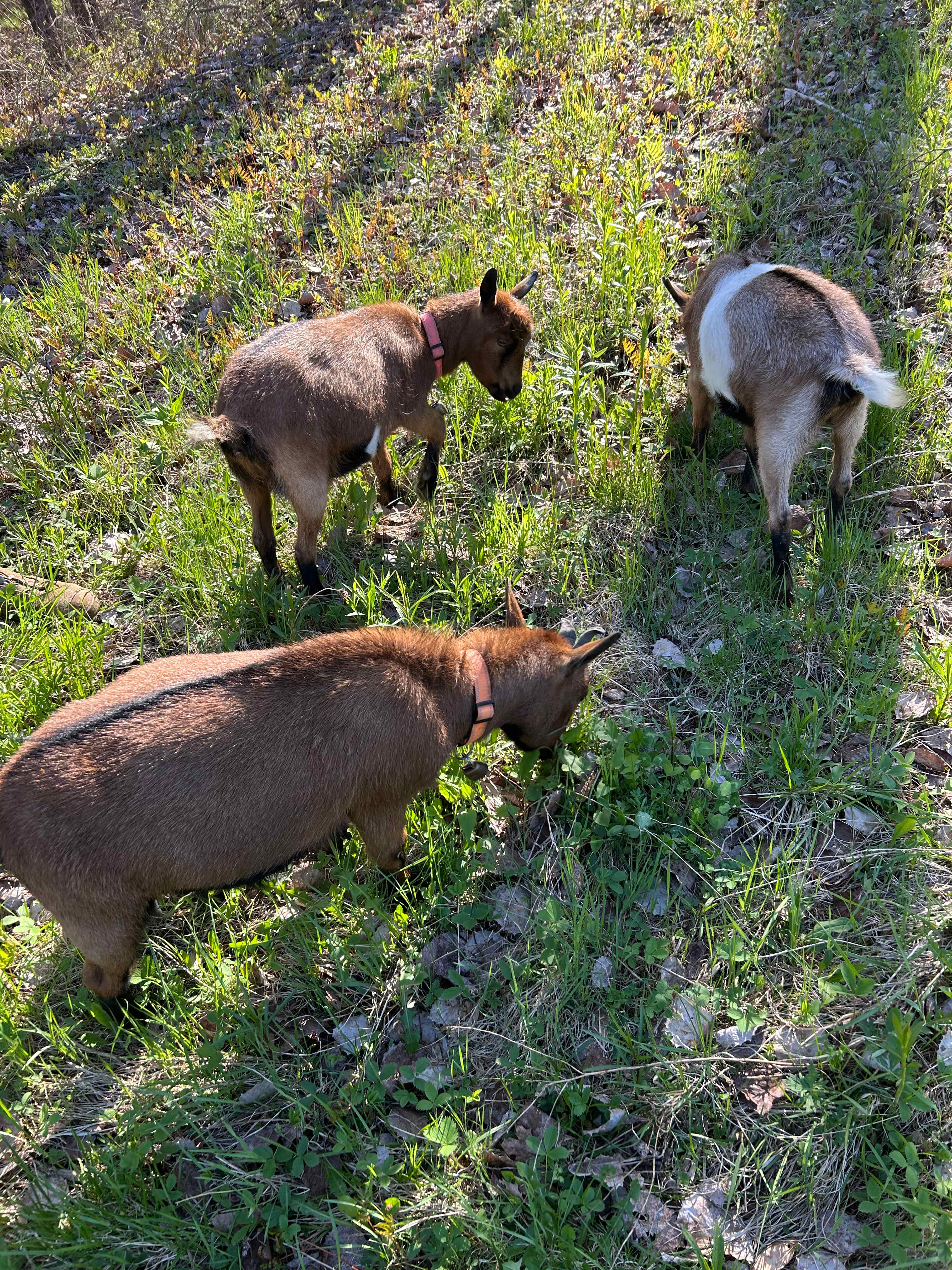 Ironside Farm