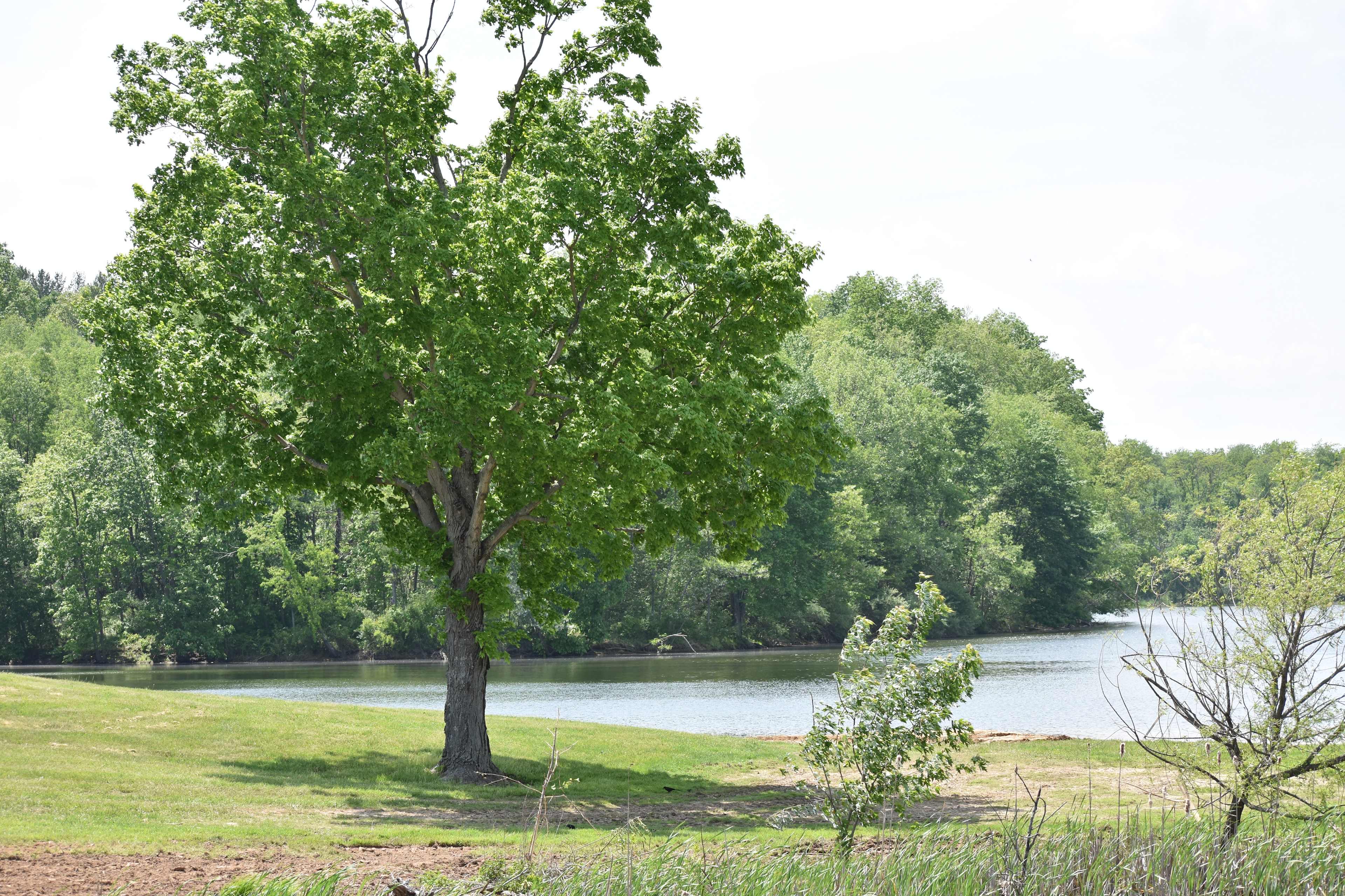Lake Snowden Campground
