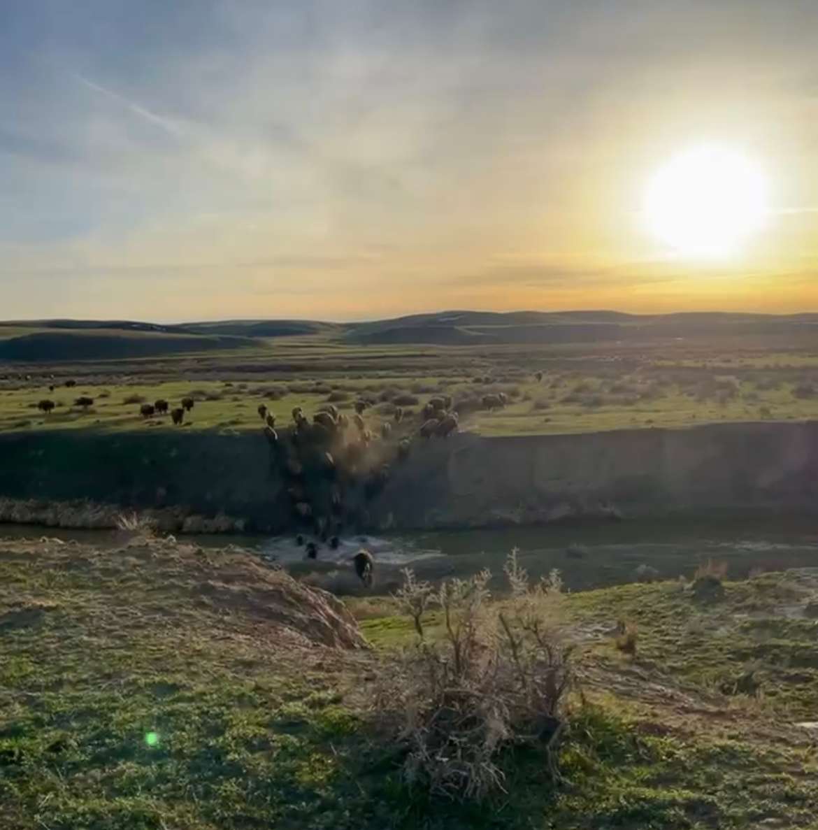 Big Sky Bison Ranch