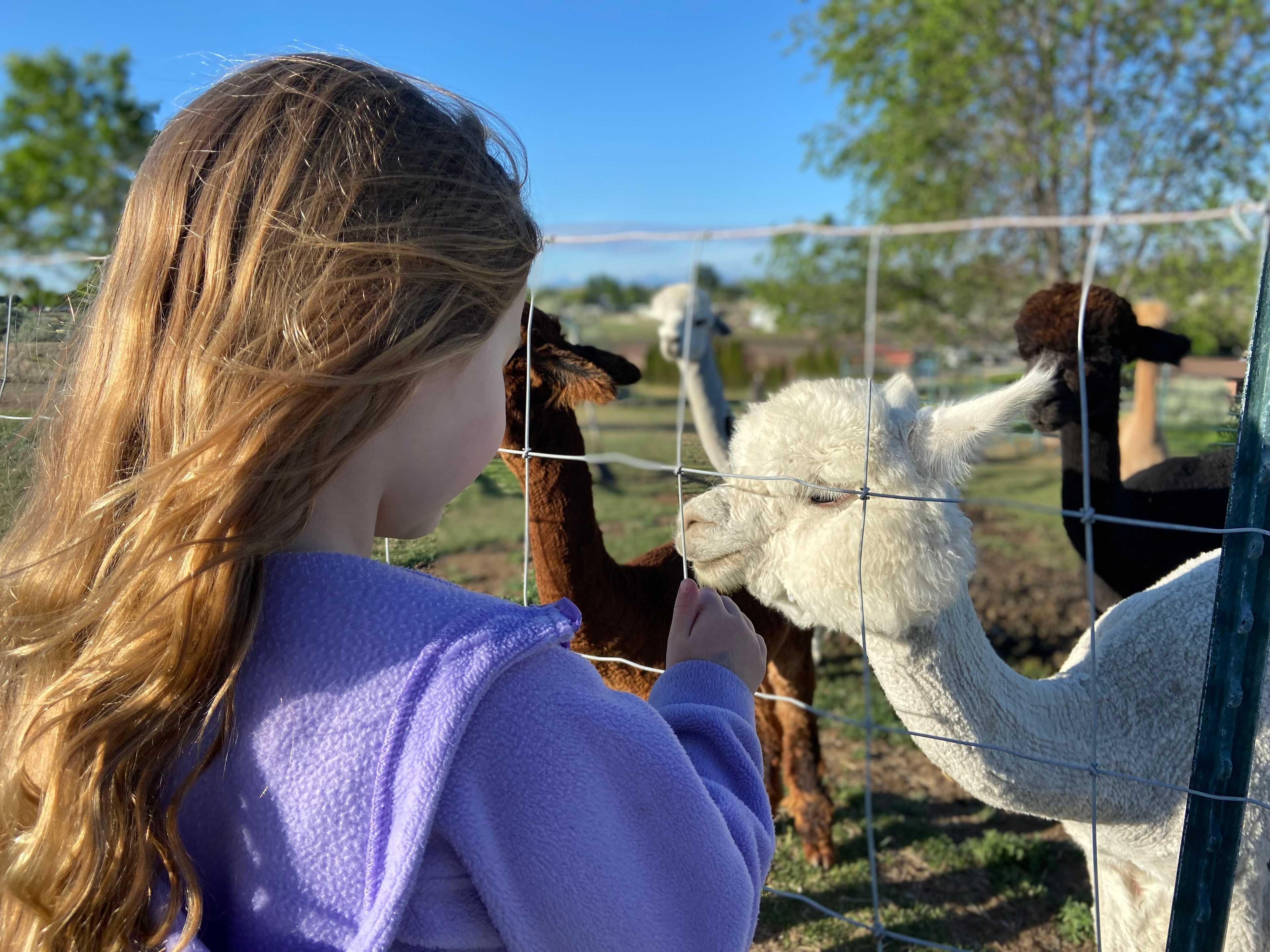 Murphys Point Alpaca Ranch