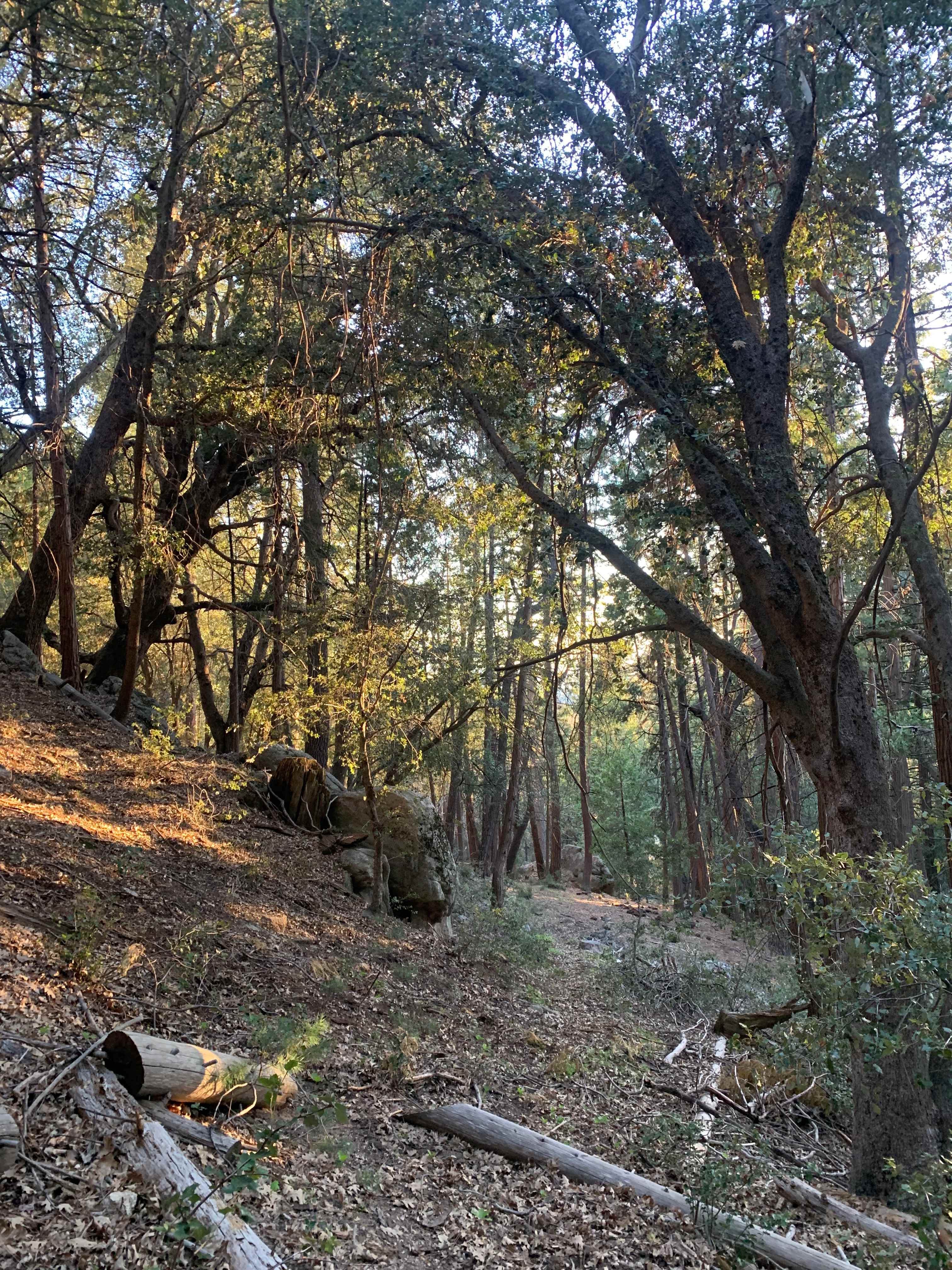 Serene forest privacy for 4WD