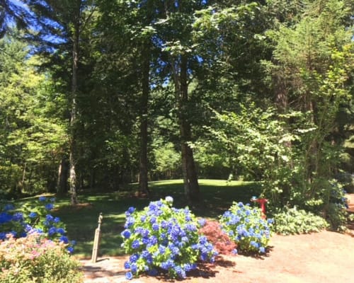 Picture of the site