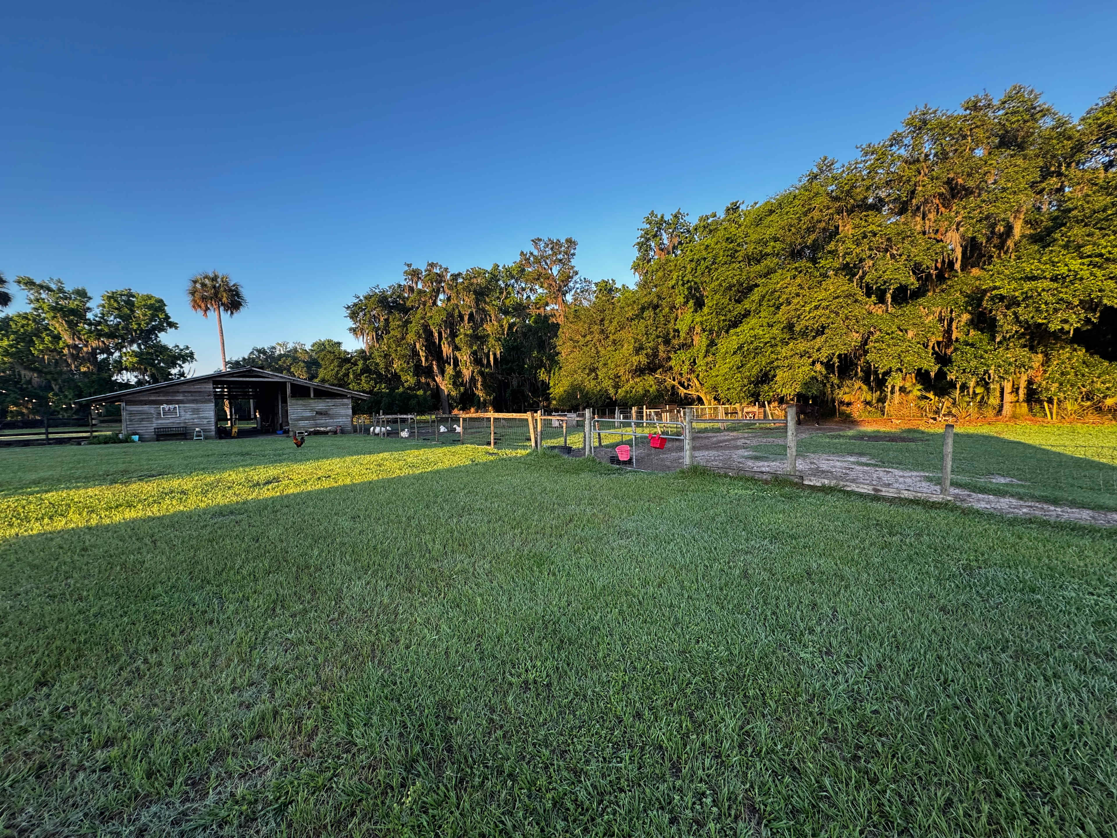 Golden hour at the barn—peaceful animals, rustling trees, and the charm of rural life in full view.