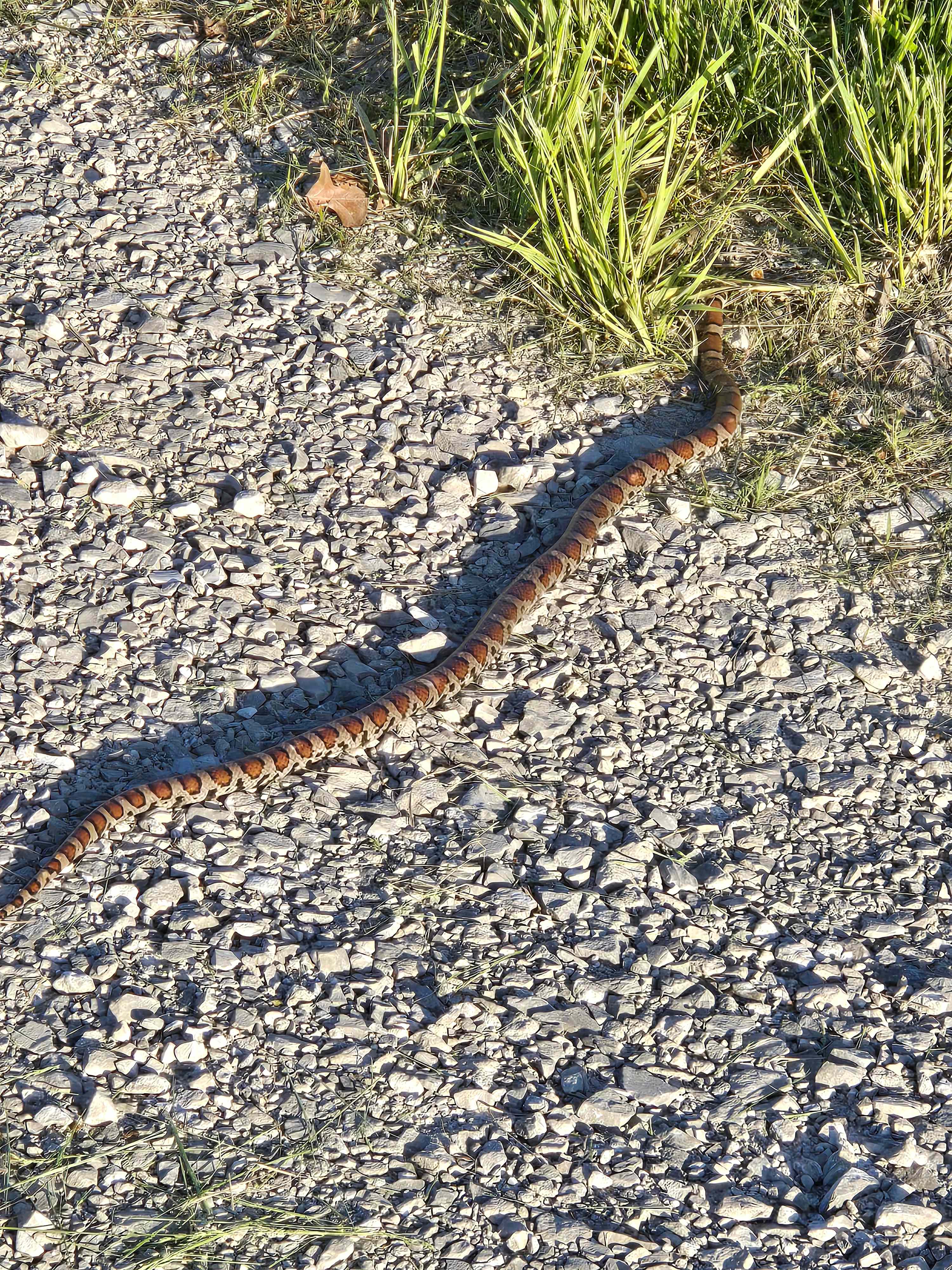Beautiful Milk snake (I like snakes).