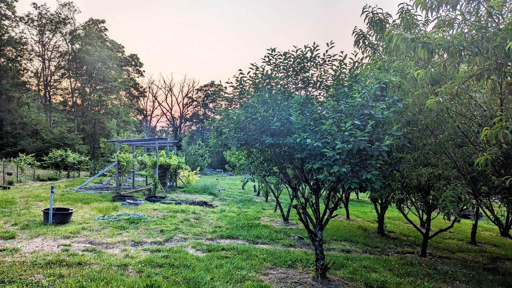 Izzos orchard