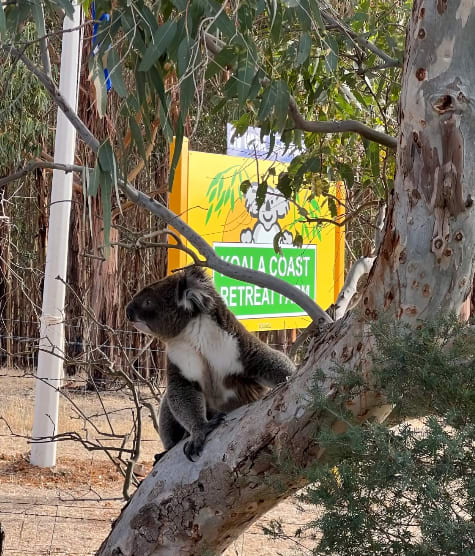 Koala Coast Retreat Farm