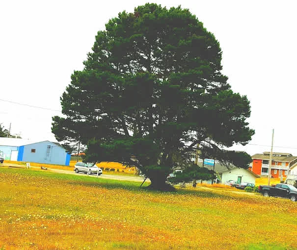 Andersen's Oceanside RV Park & Cottages