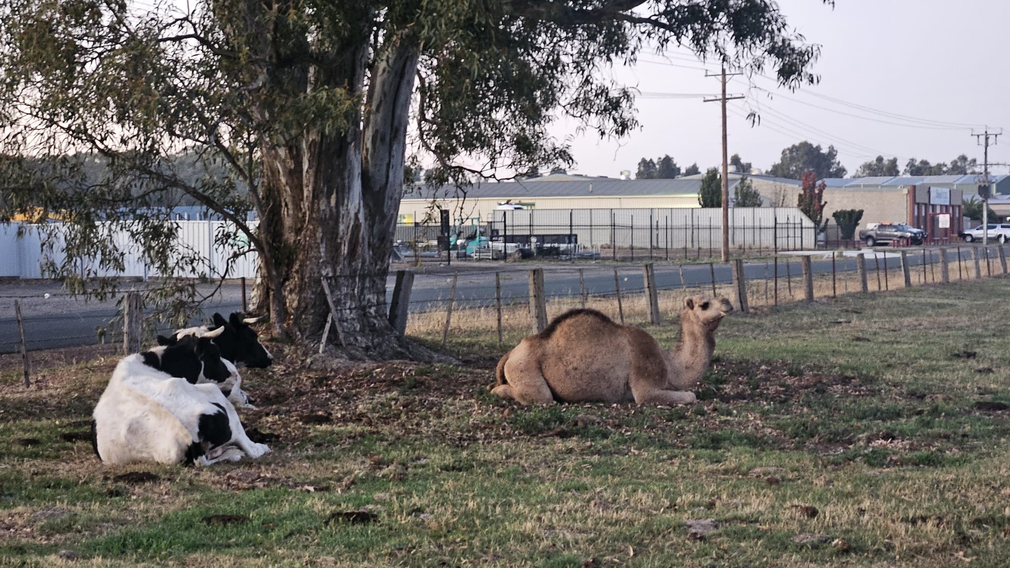 2 cows and a camel :)
