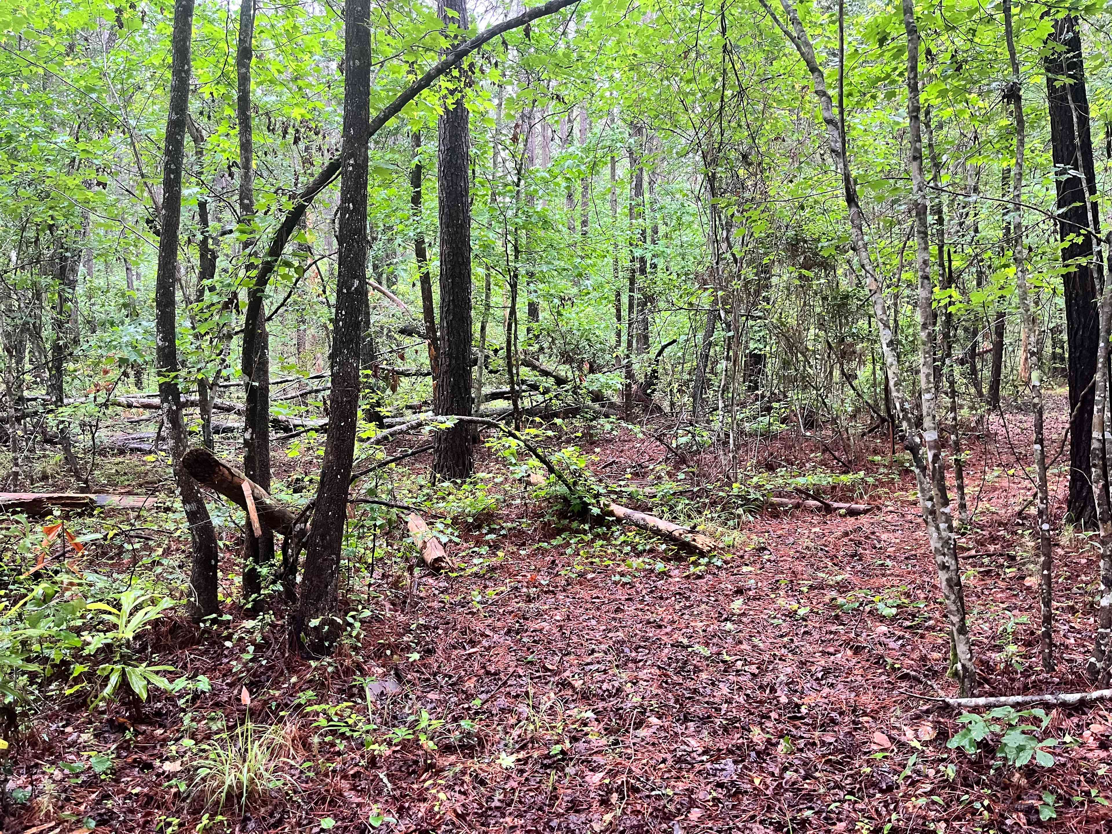 Trail