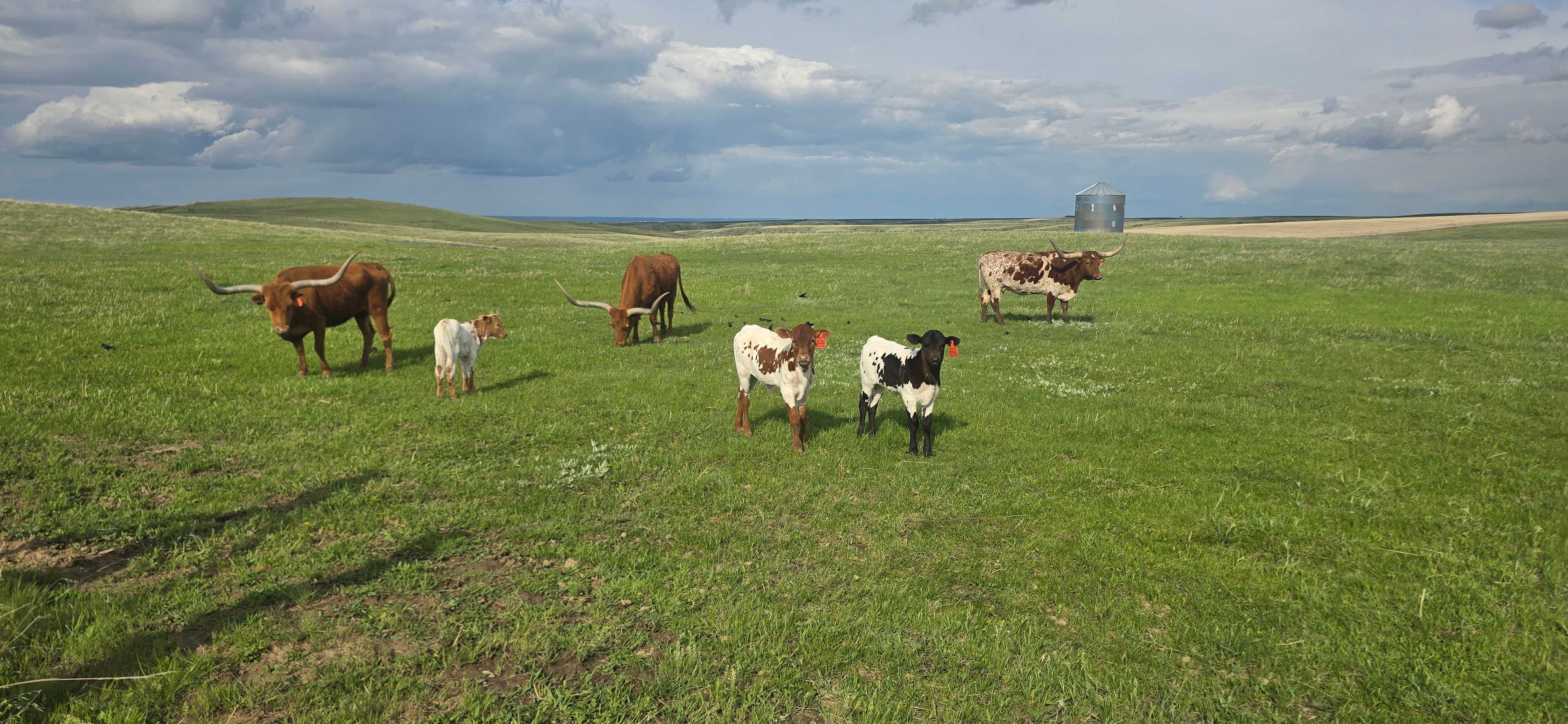 Montana Safari