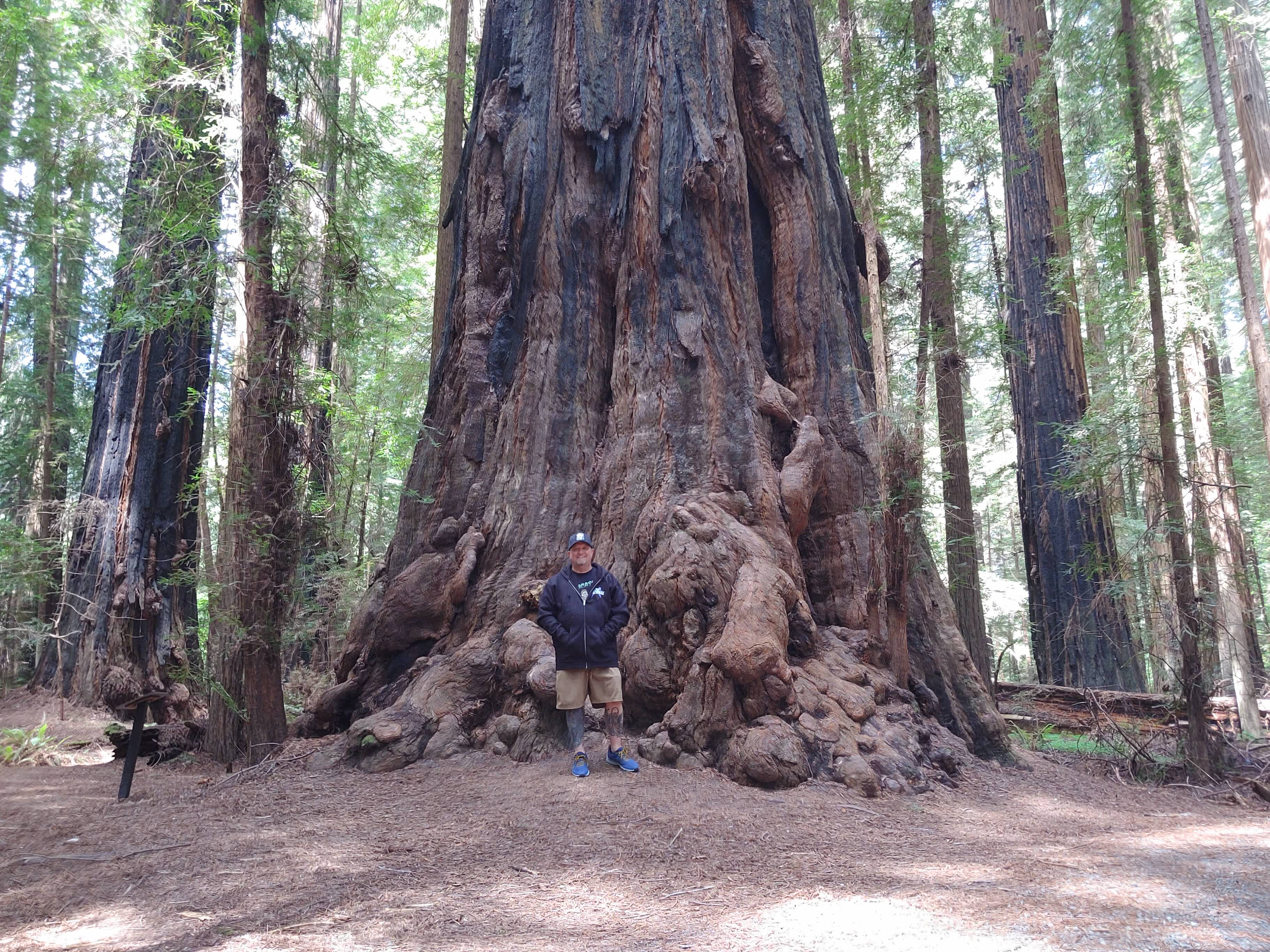 Quick drive to Humboldt Redwoods State Park and dozens of groves. I could spend days here.