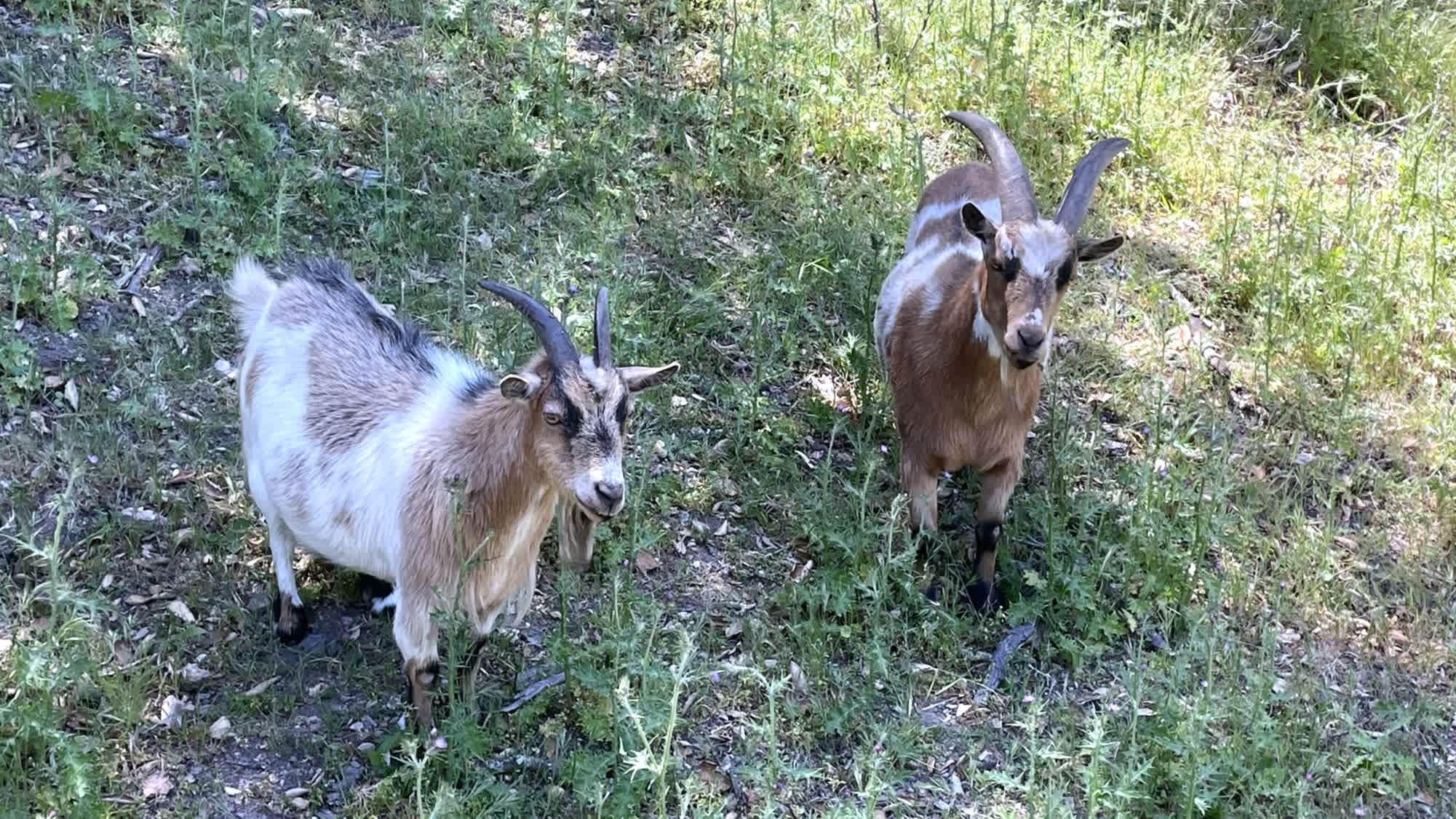 Mt Rancho (FKA La Montaña Ranch)
