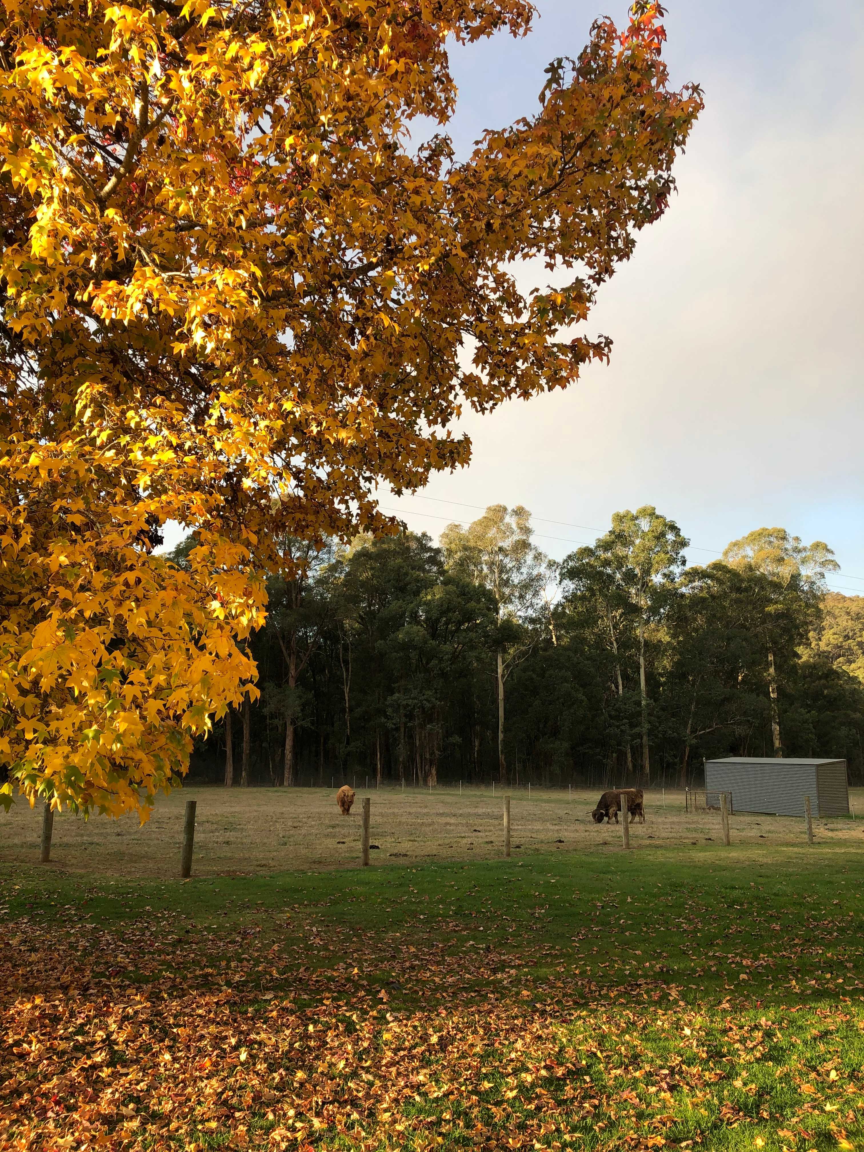 Galea Ranch