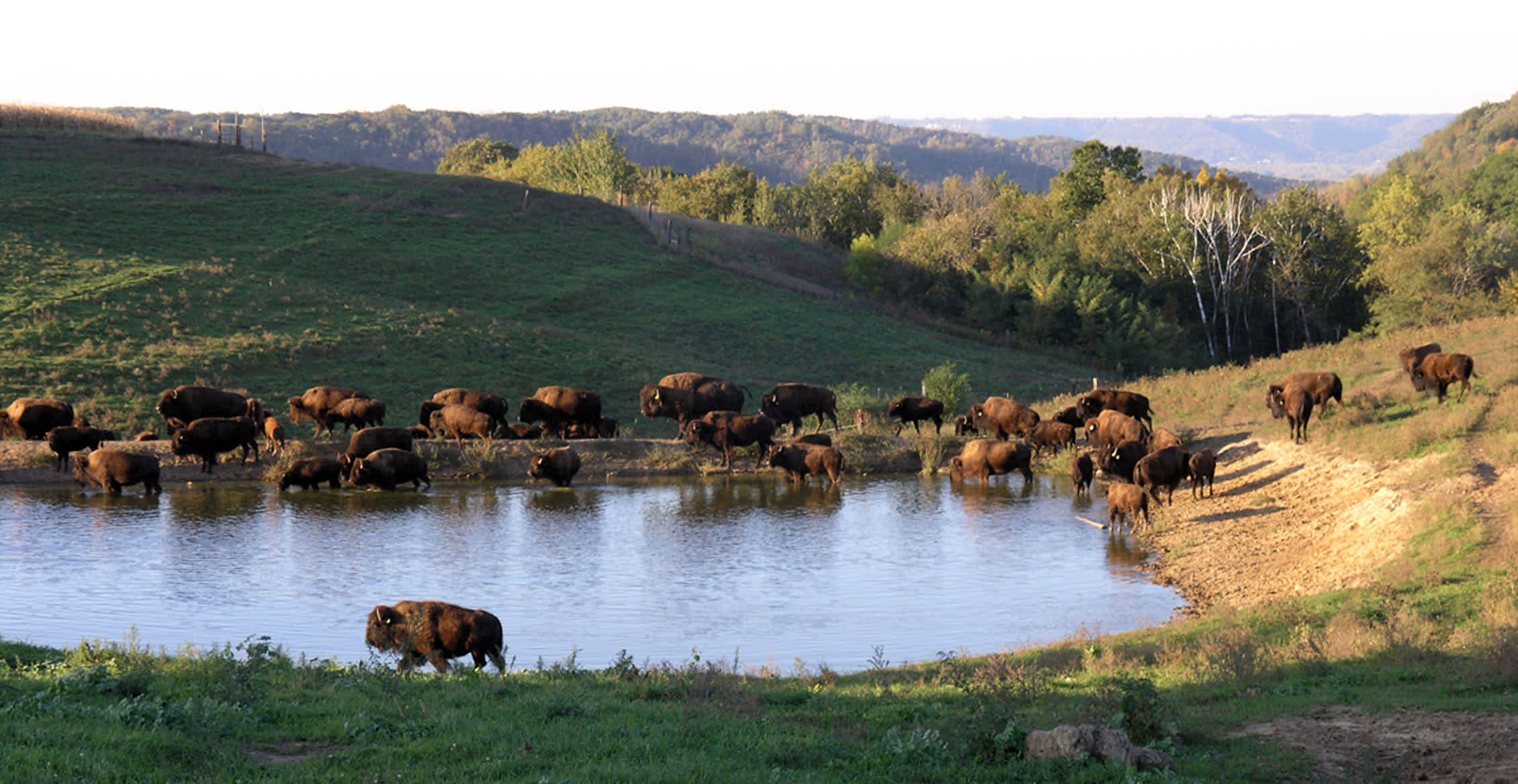 Bison Hill Ranch