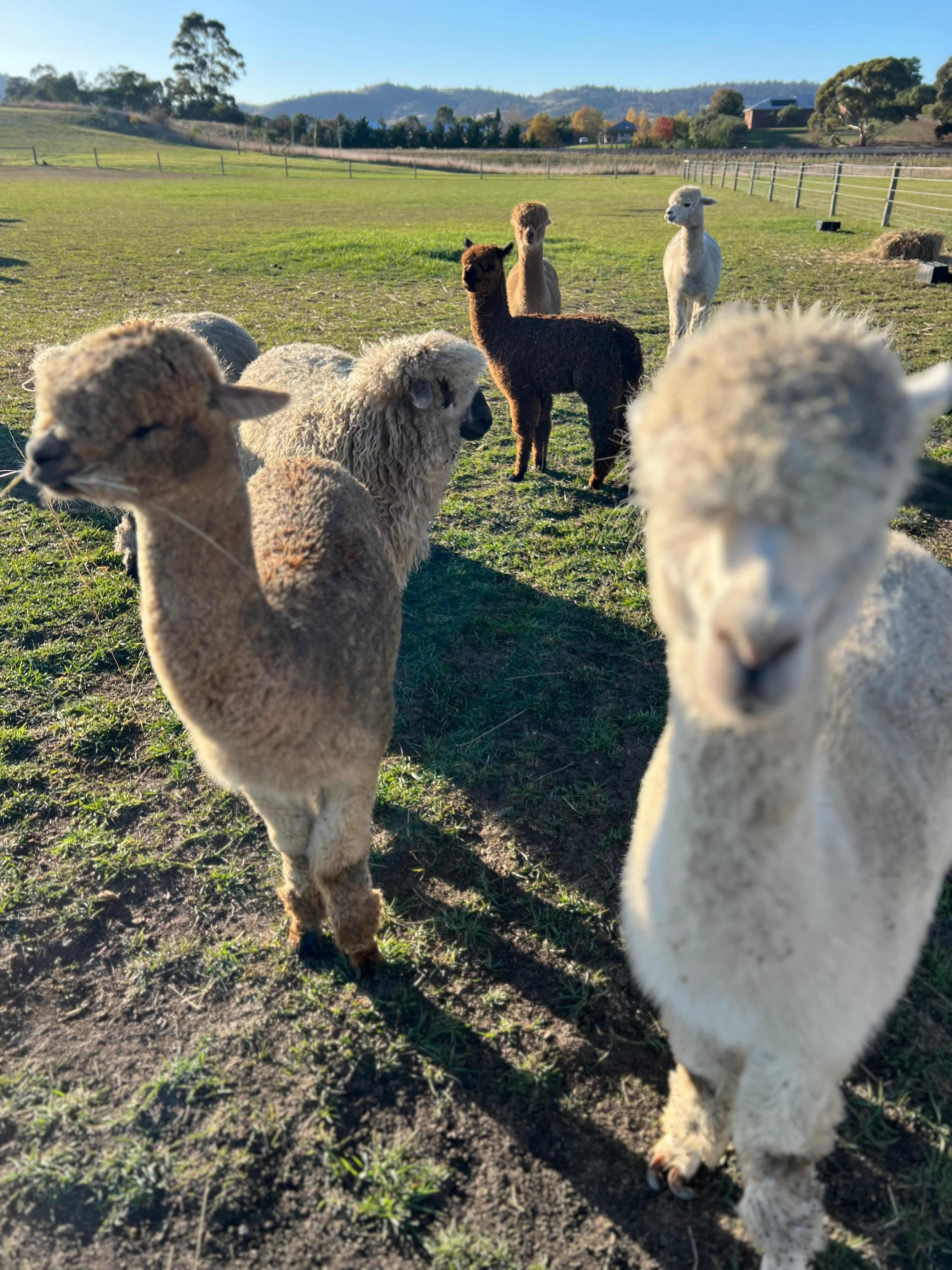Barrenjoey Farm - Historic Richmond
