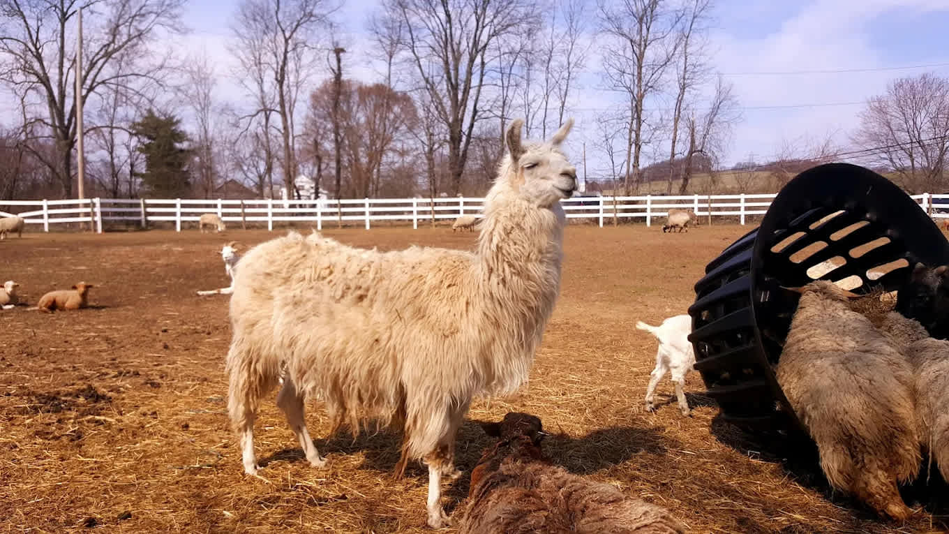 Clover Hill Farm