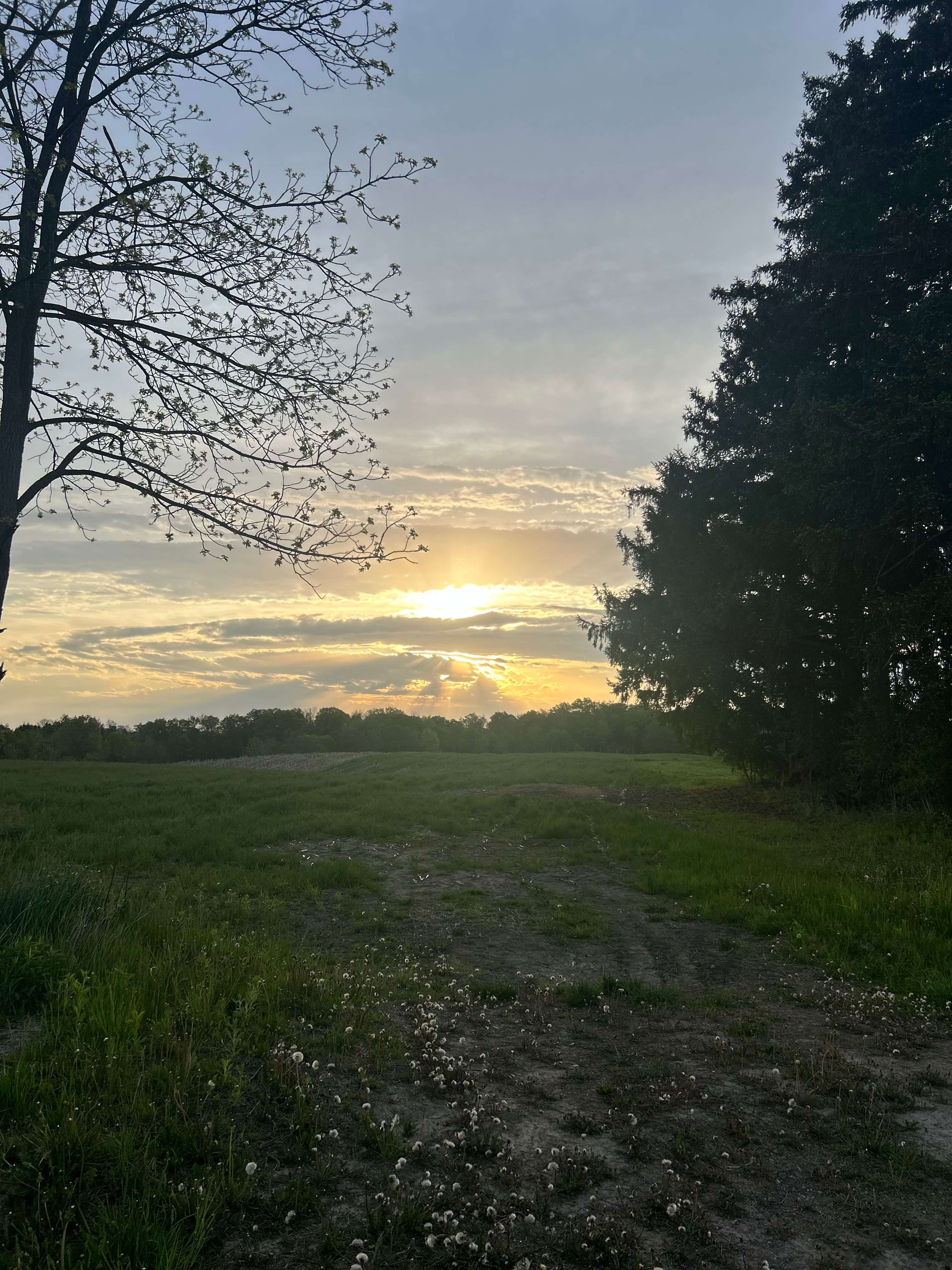 The Farm